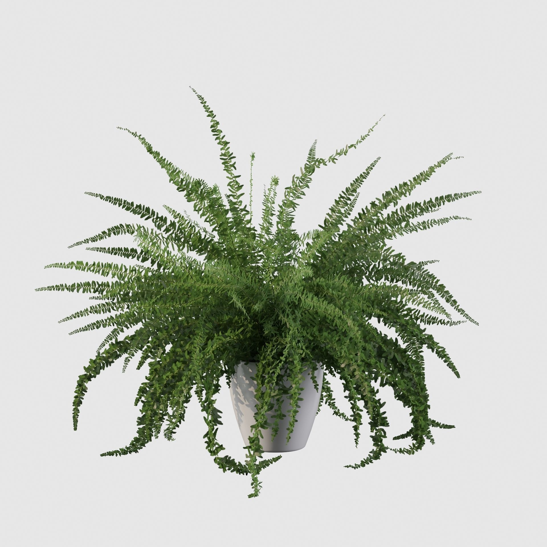 Fern in white pot 3D model_24