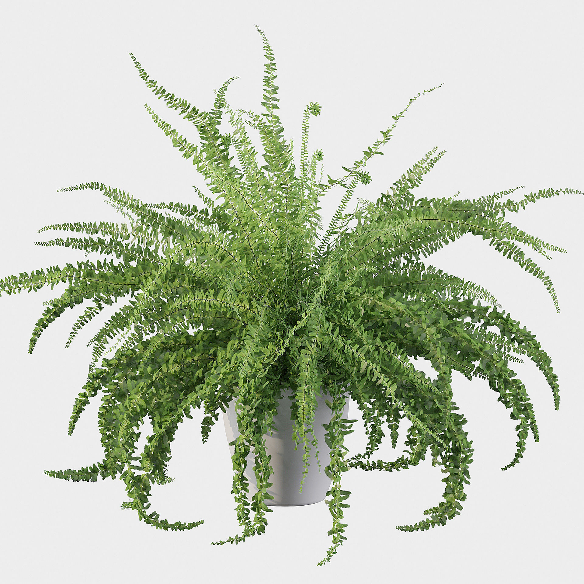Fern in white pot 3D model_1