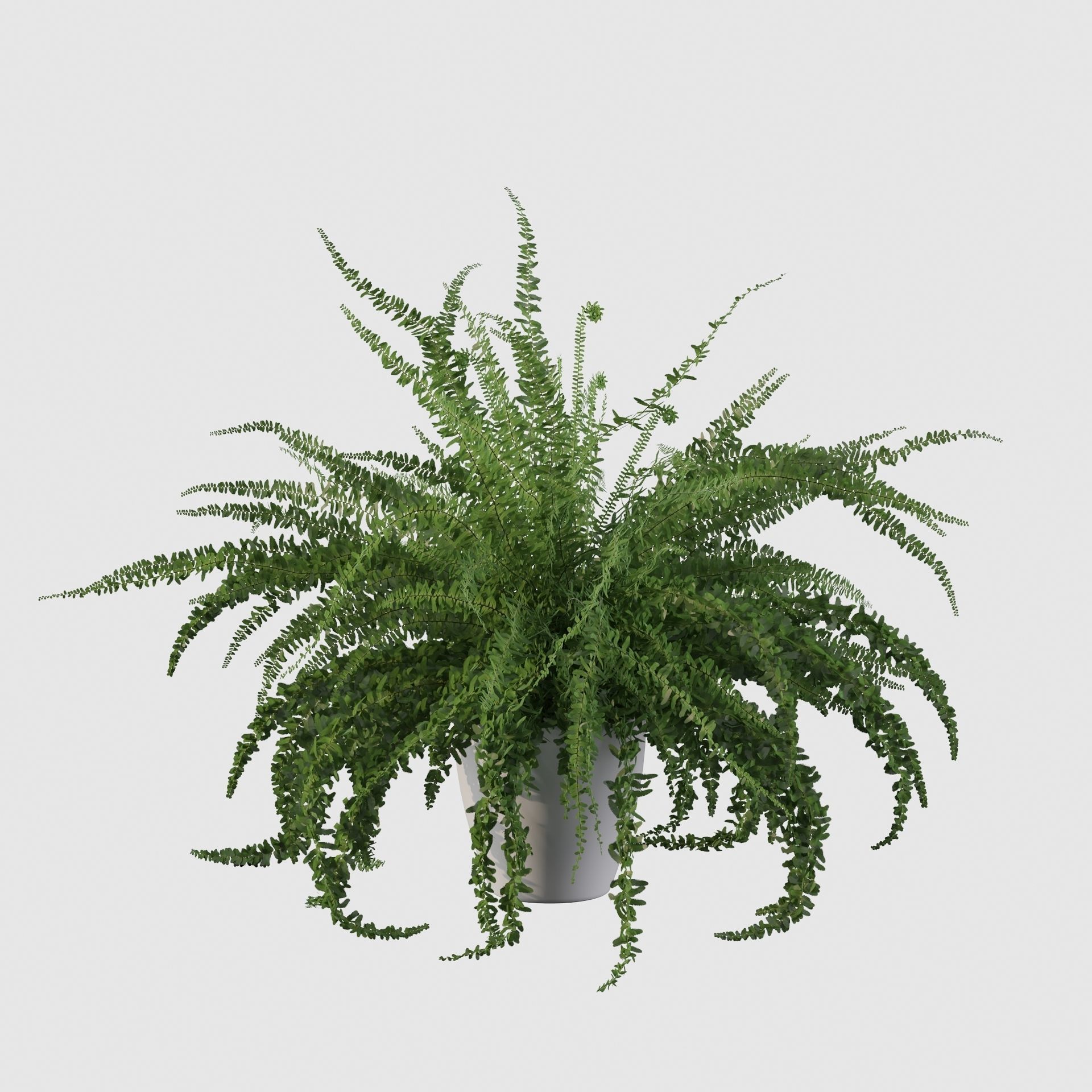 Fern in white pot 3D model_21
