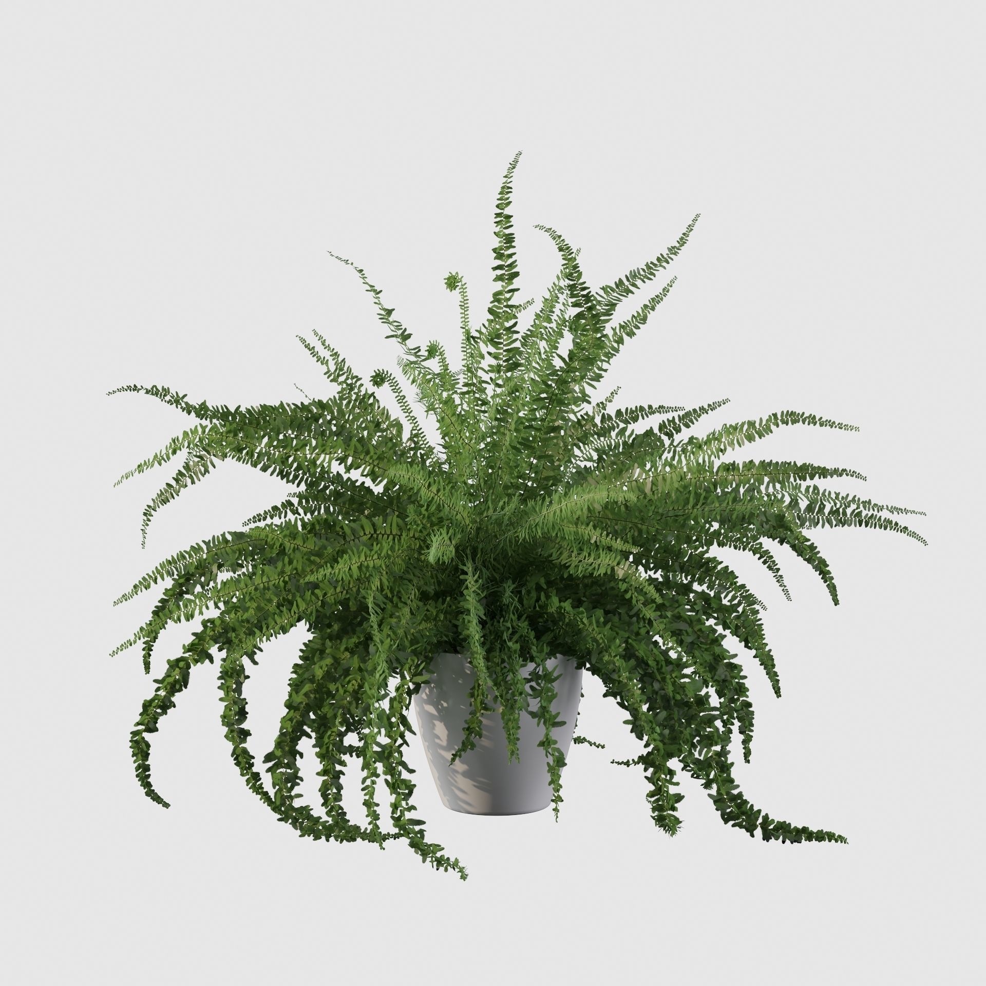 Fern in white pot 3D model_29