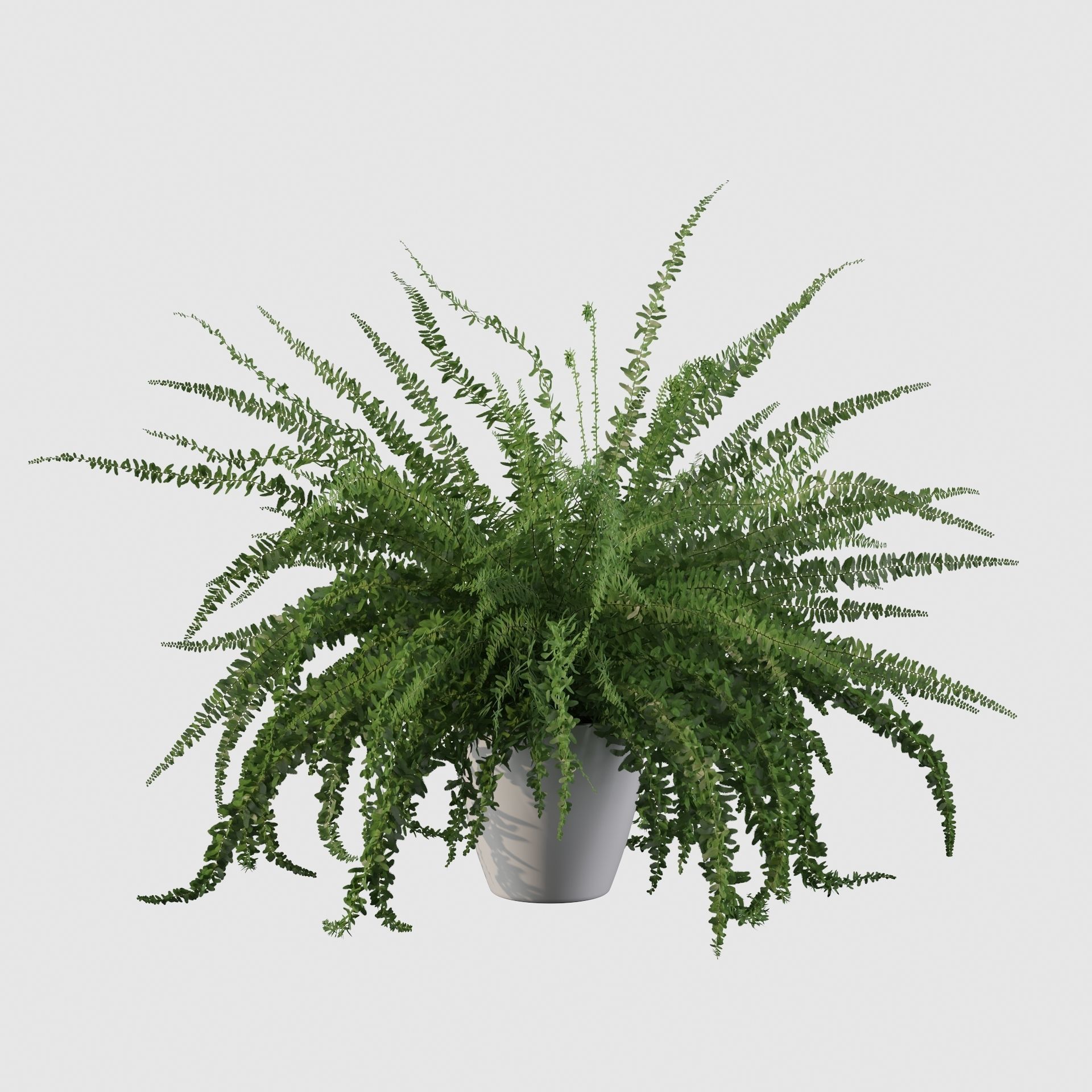 Fern in white pot 3D model_33