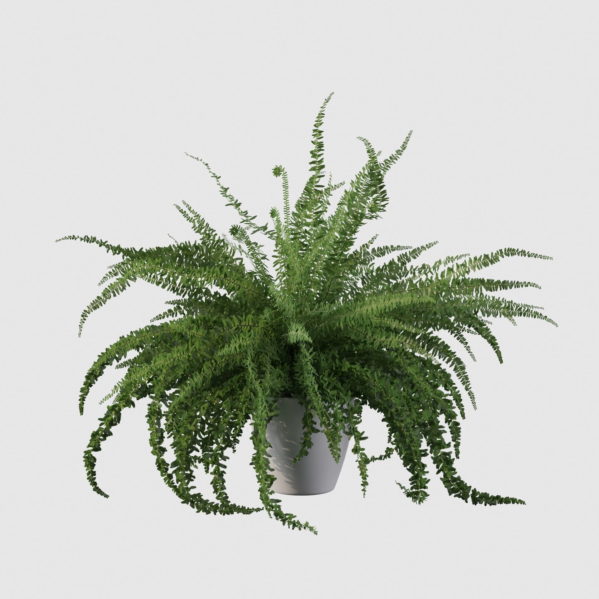 Fern in white pot 3D model_20