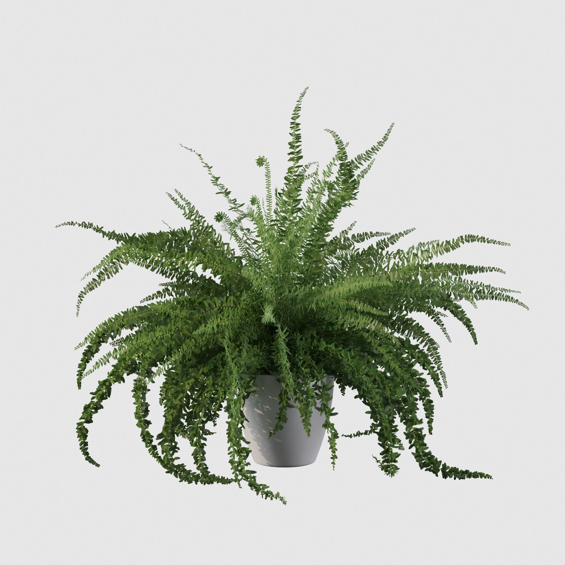 Fern in white pot 3D model_31