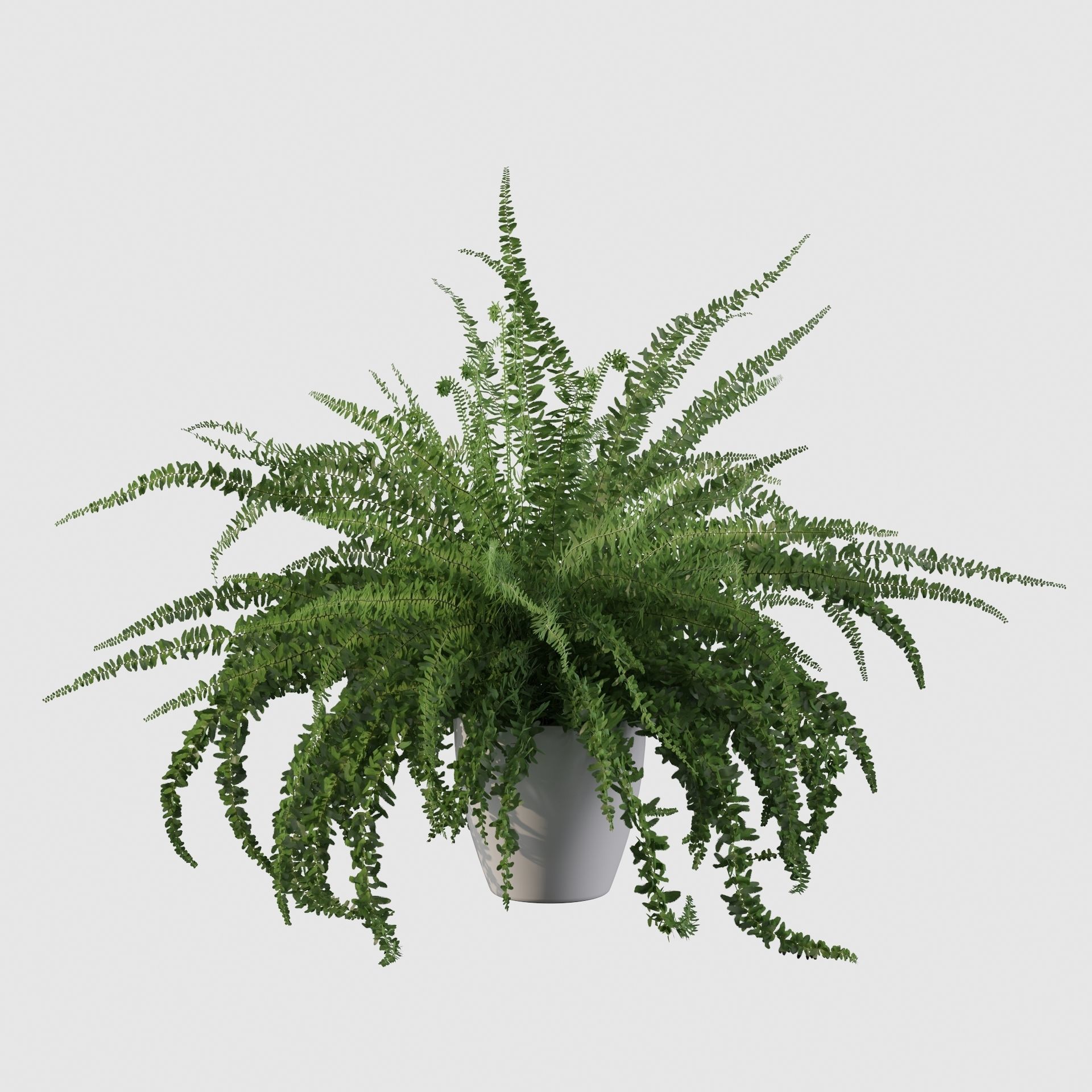 Fern in white pot 3D model_28