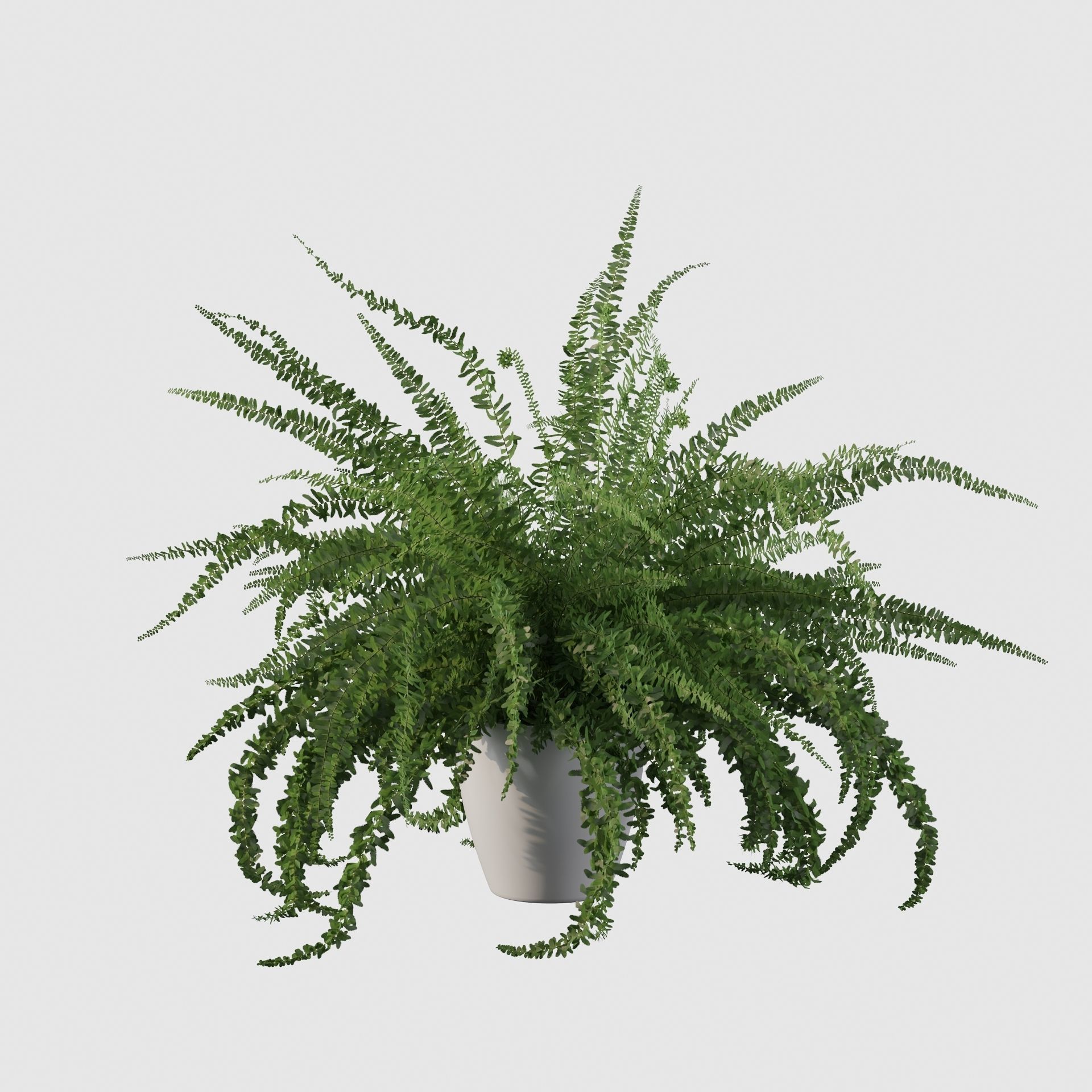 Fern in white pot 3D model_17