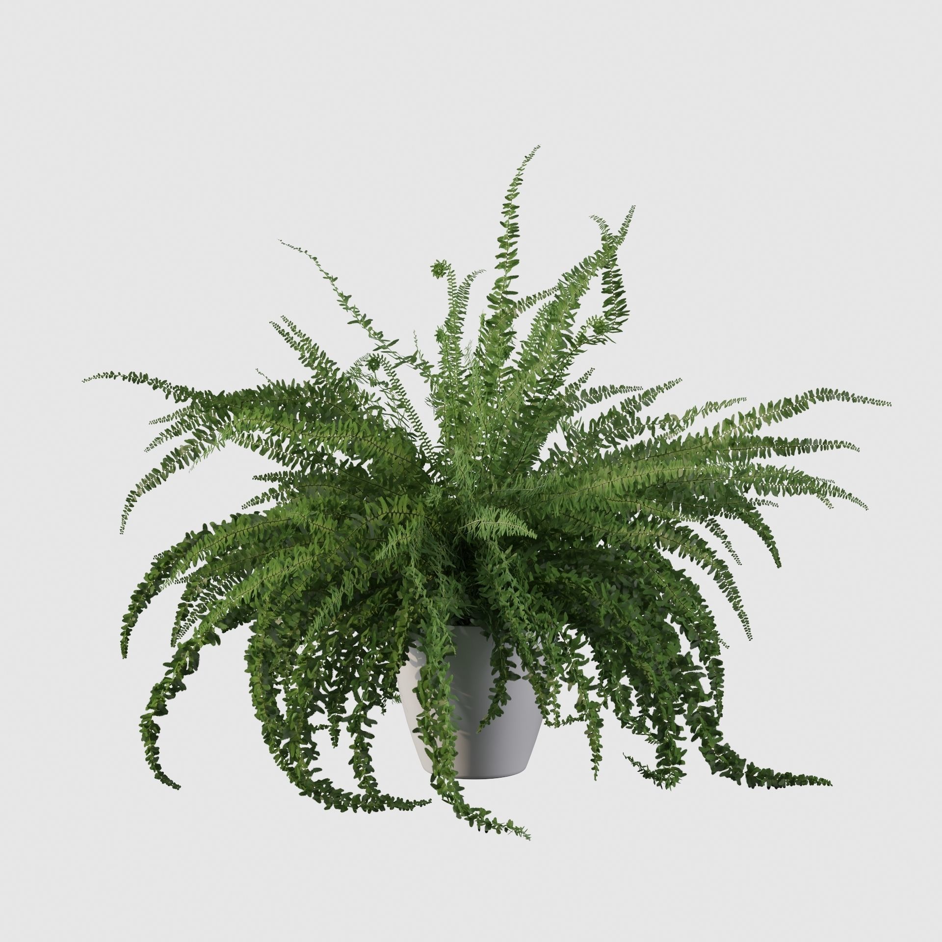 Fern in white pot 3D model_12