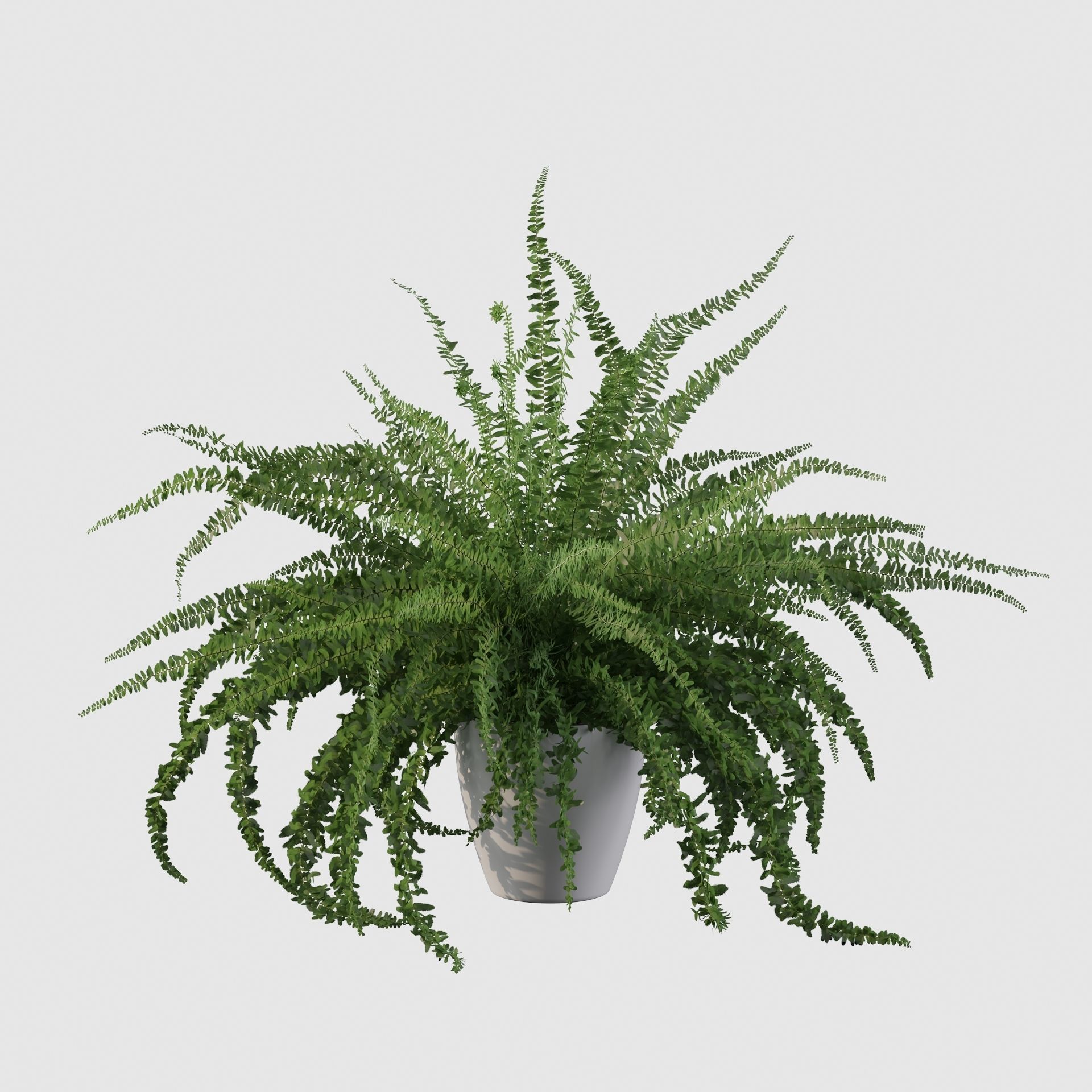 Fern in white pot 3D model_30