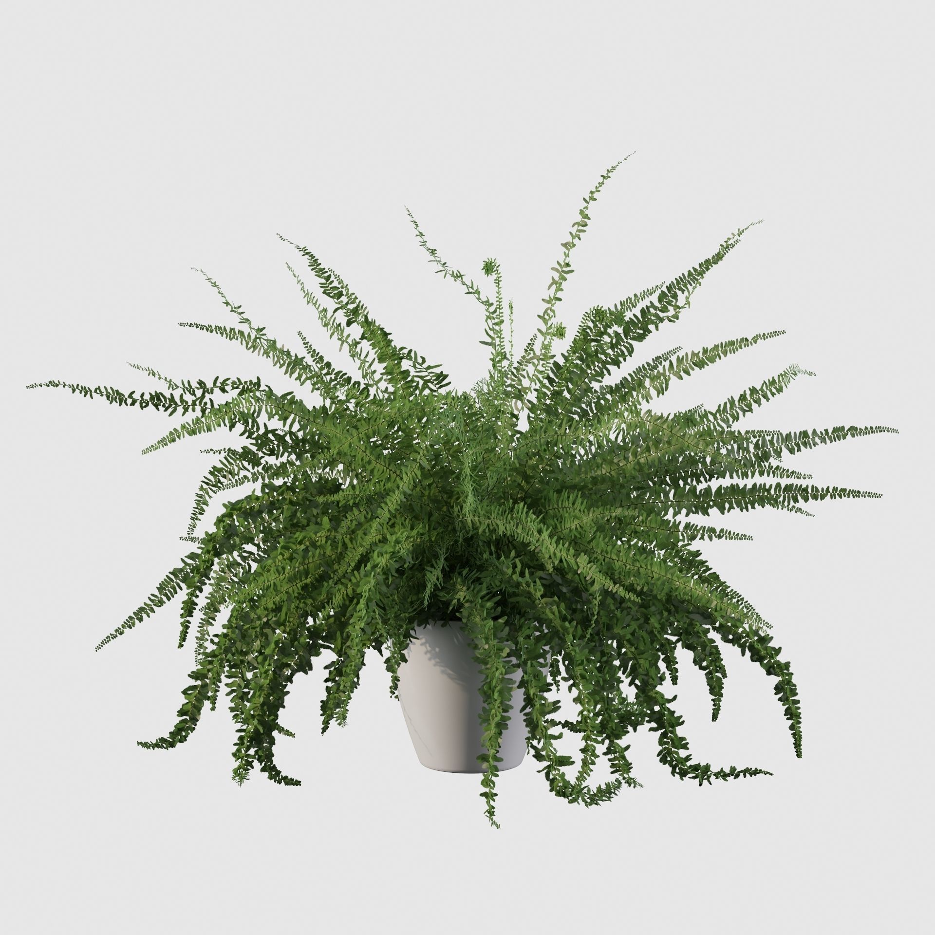 Fern in white pot 3D model_18