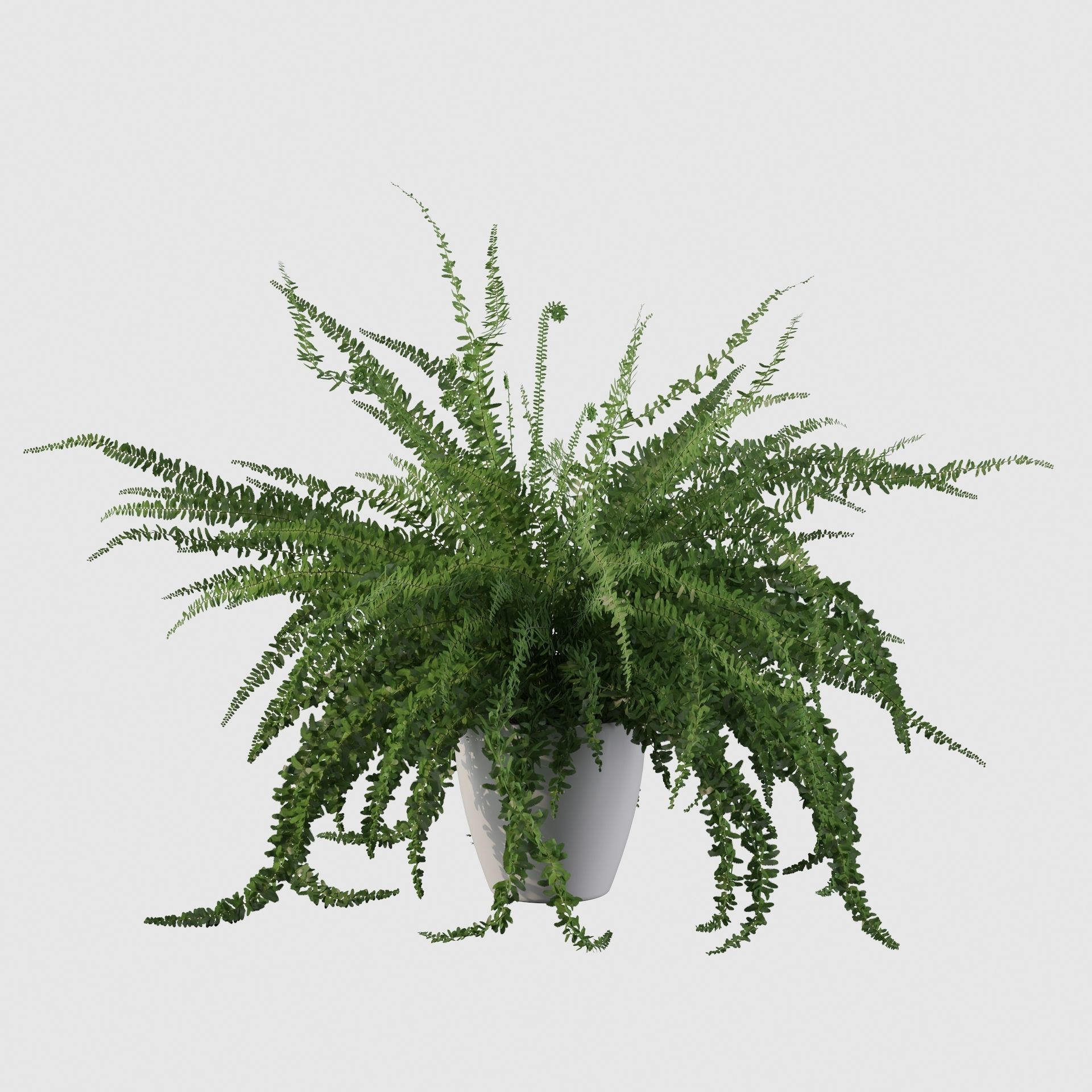 Fern in white pot 3D model_27