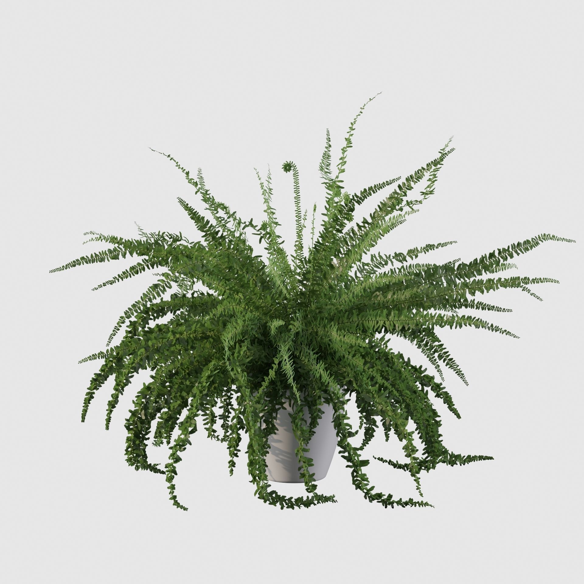 Fern in white pot 3D model_15