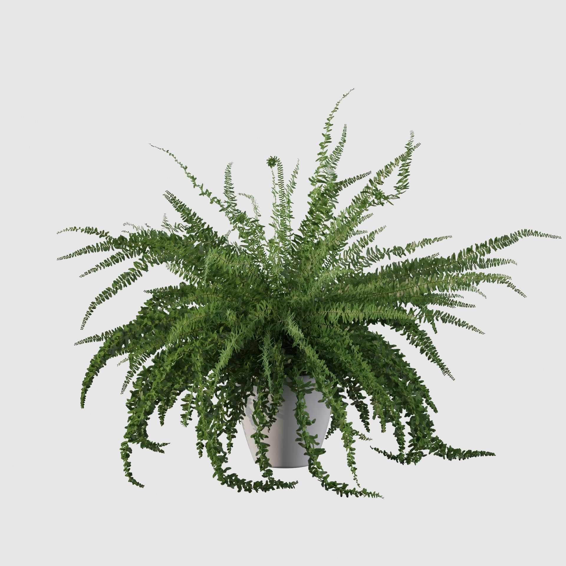 Fern in white pot 3D model_13