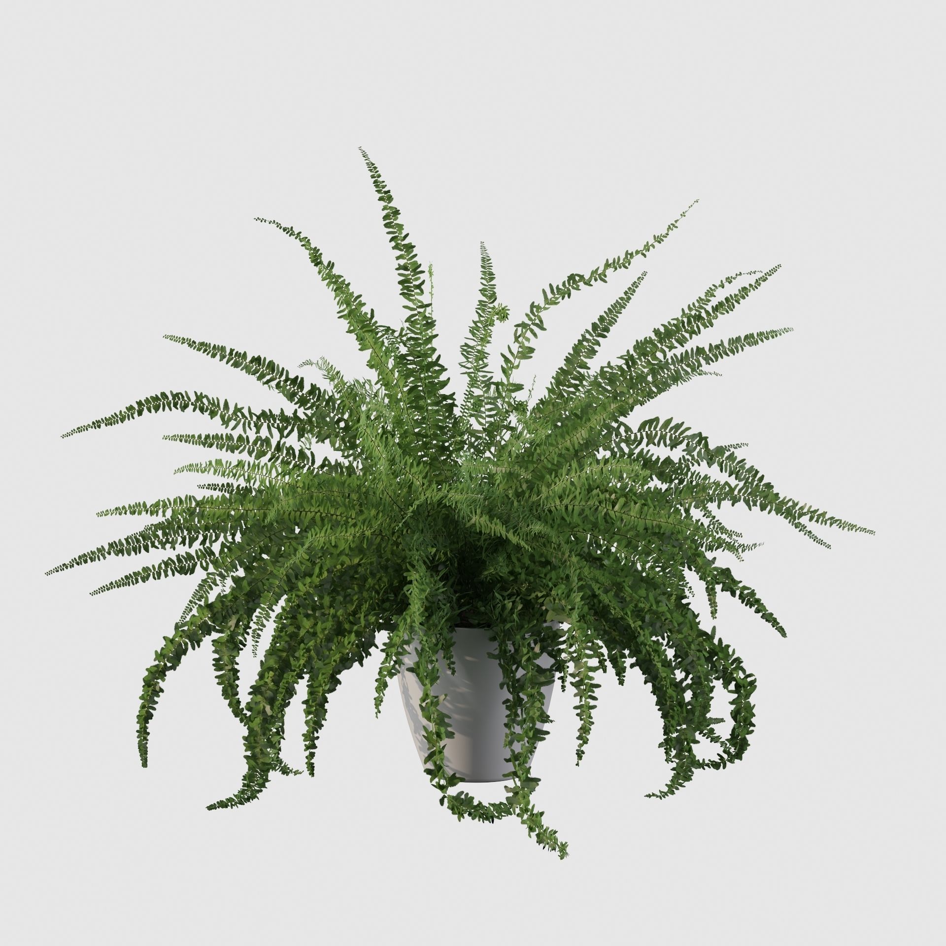 Fern in white pot 3D model_26