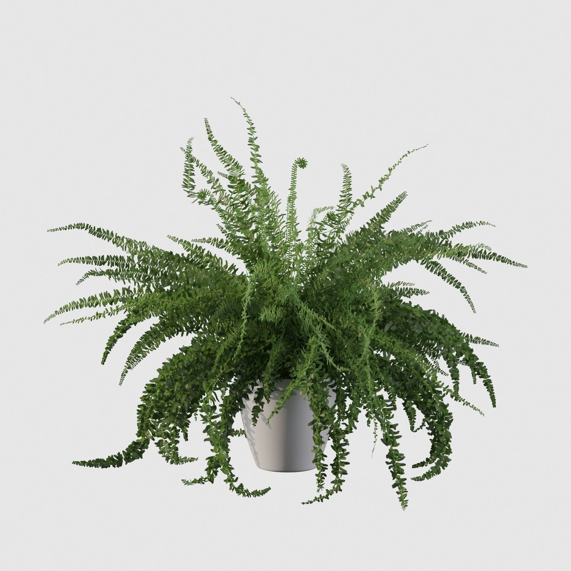 Fern in white pot 3D model_22