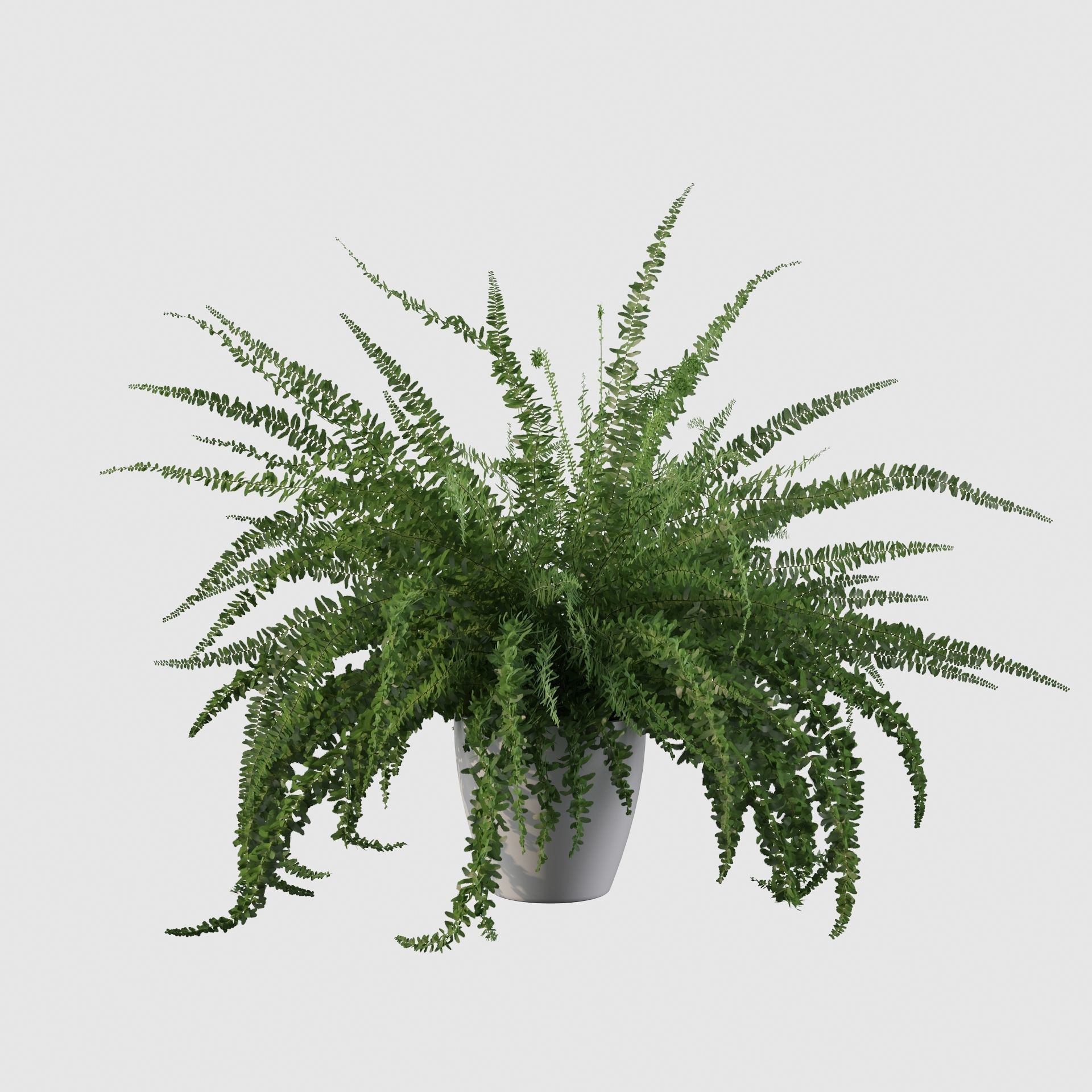 Fern in white pot 3D model_16