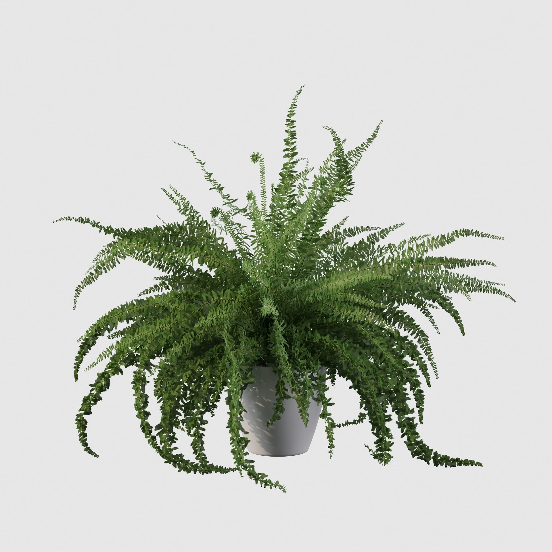 Fern in white pot 3D model_10