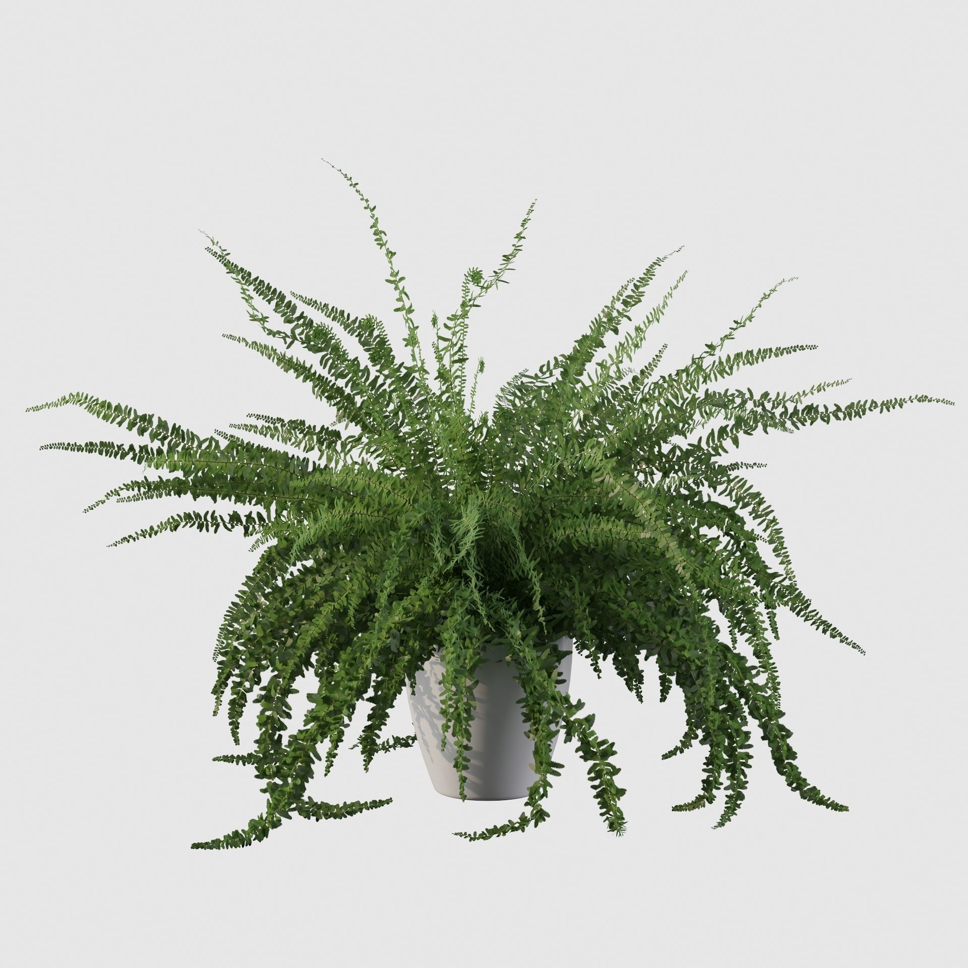 Fern in white pot 3D model_23