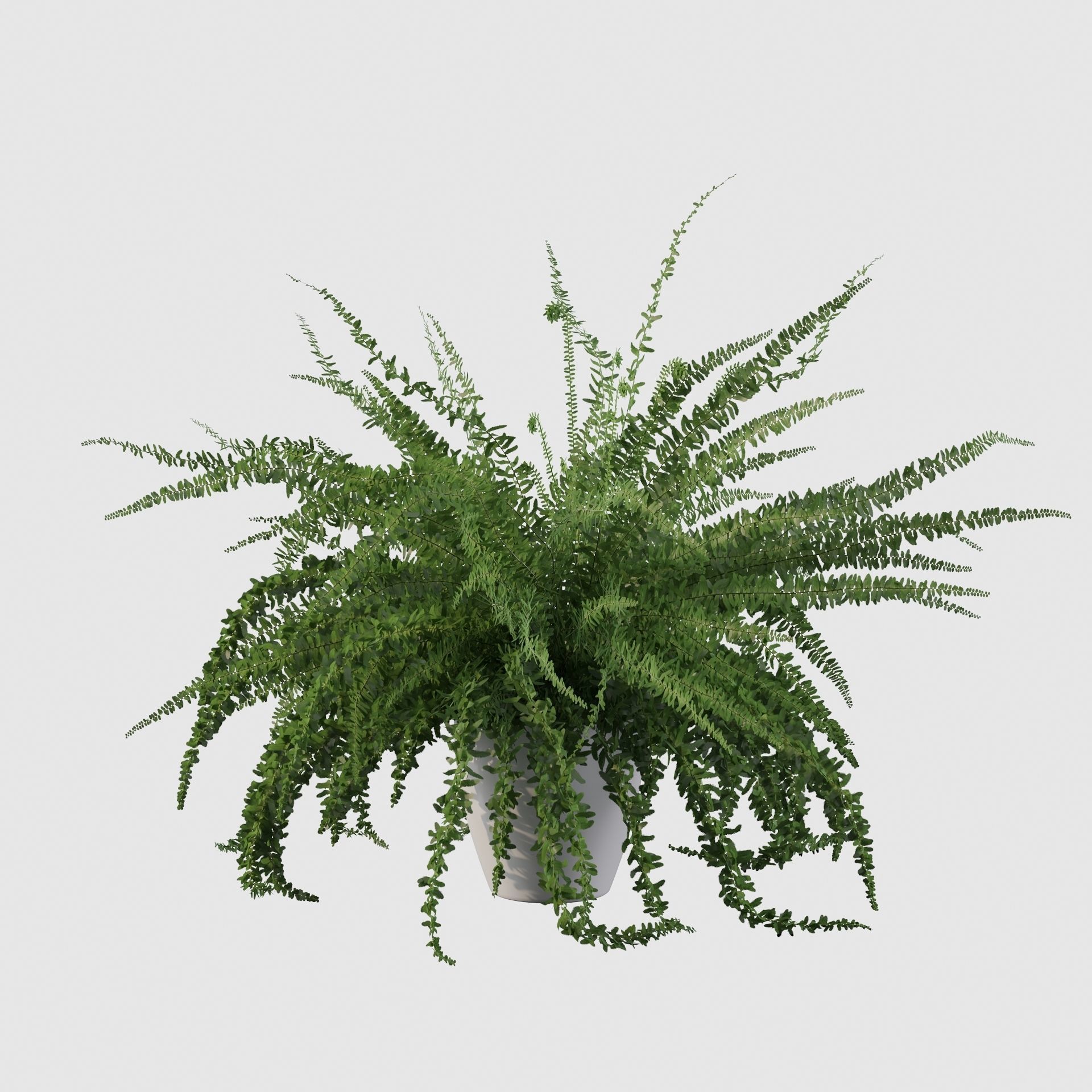 Fern in white pot 3D model_14