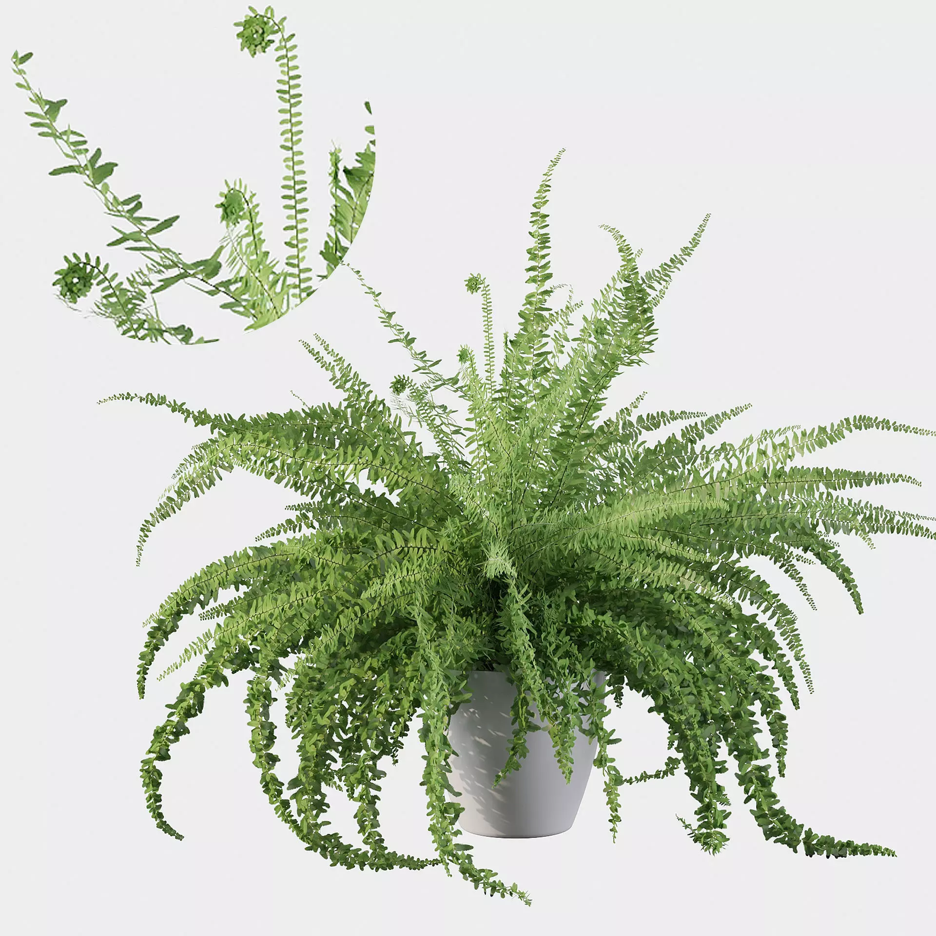 Fern in white pot 3D model_0