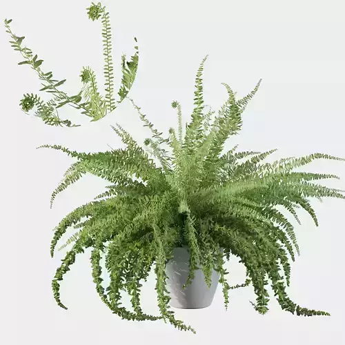 Fern in white pot 3D model