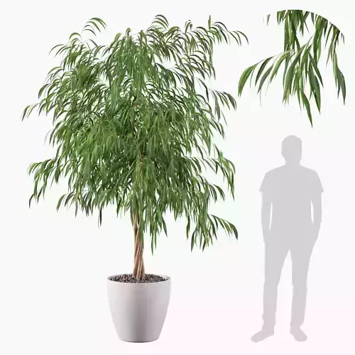 Ficus ali 3D model