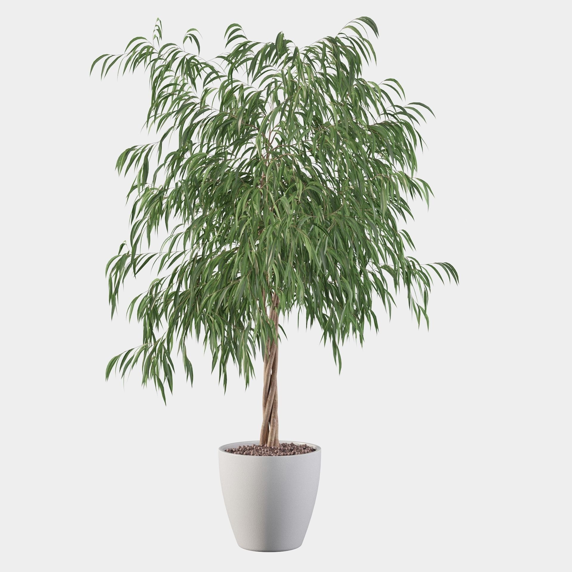 Ficus ali 3D model_17