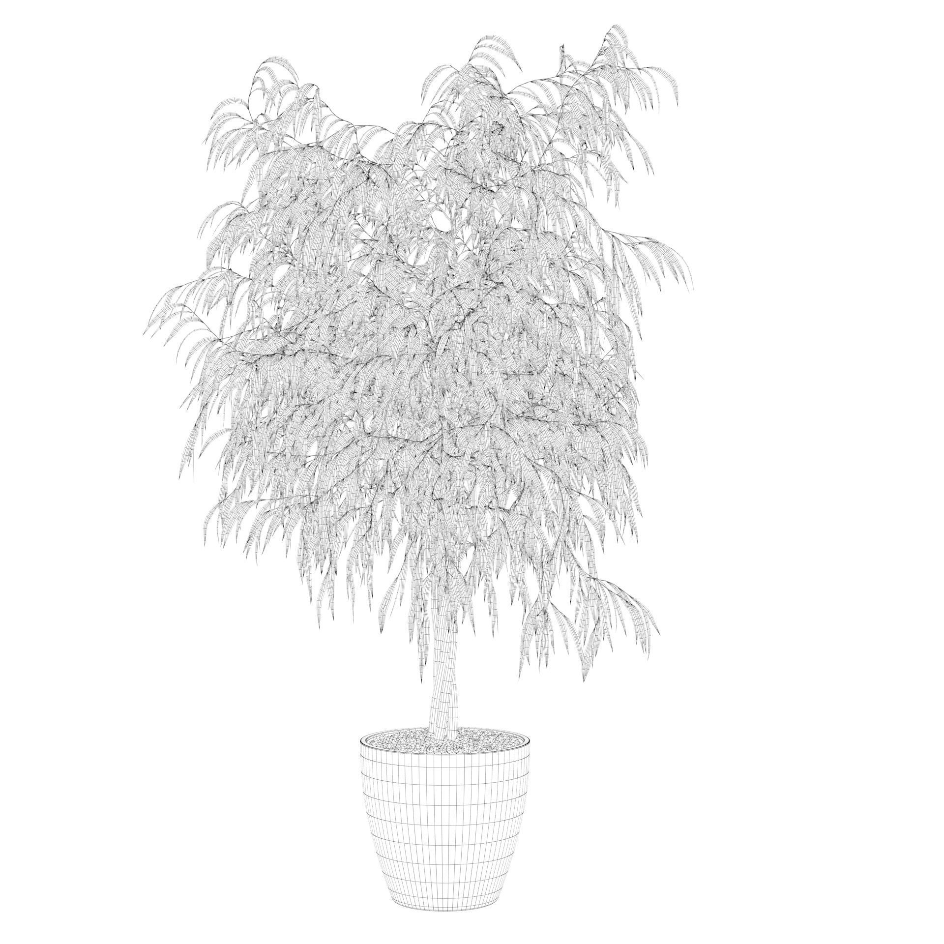 Ficus ali 3D model_4