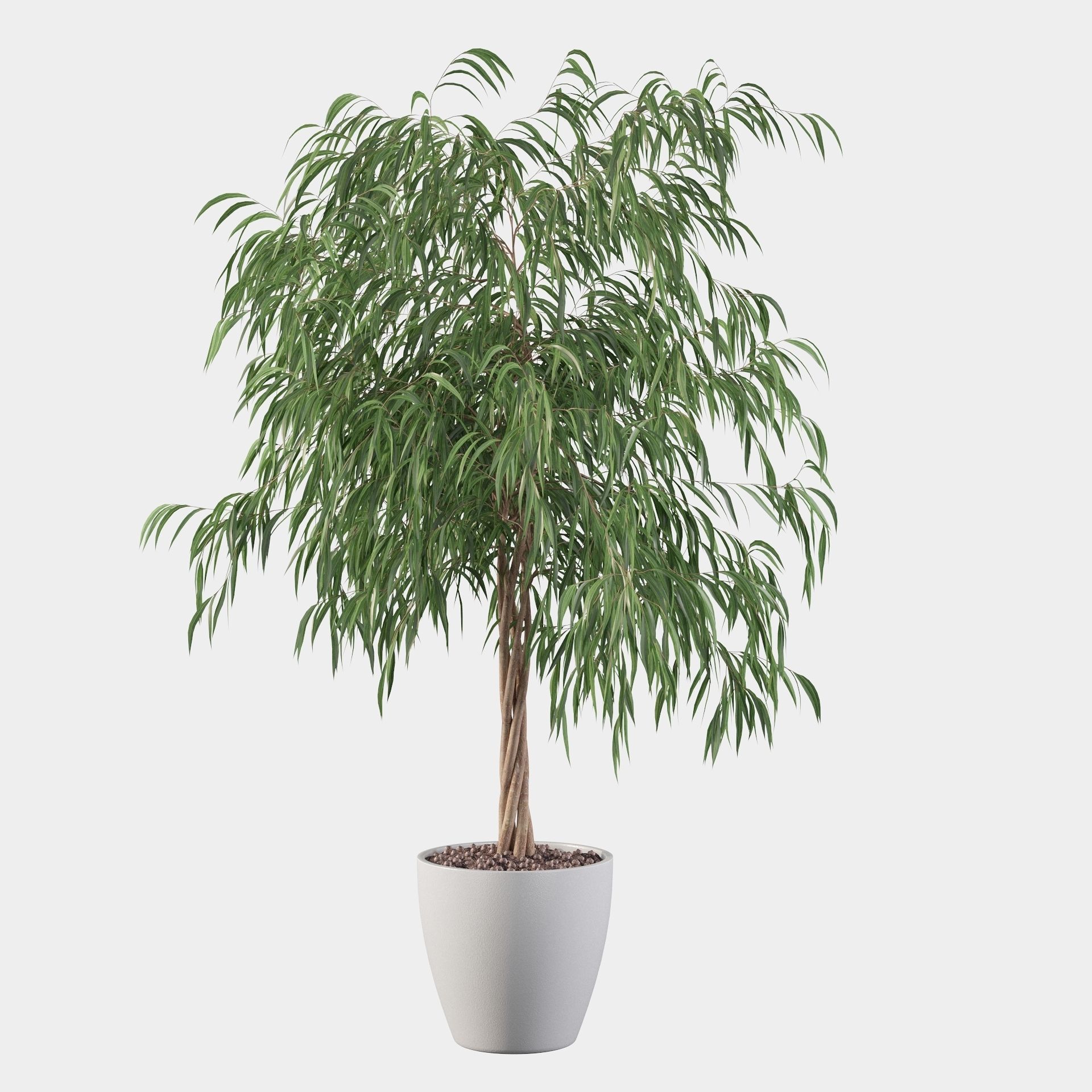 Ficus ali 3D model_15
