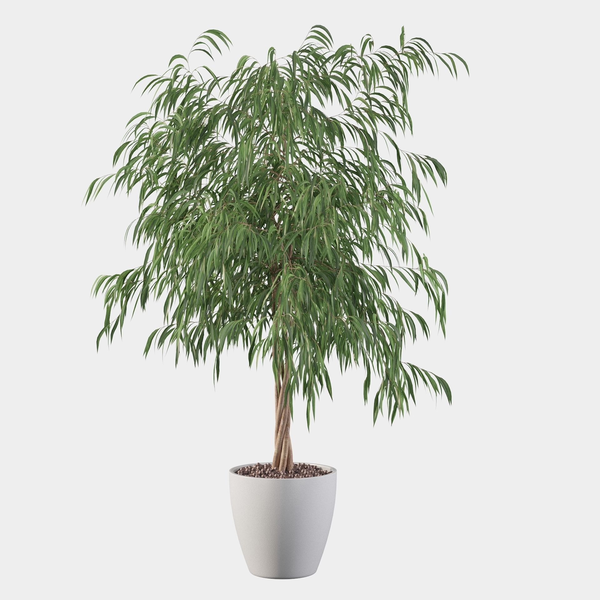 Ficus ali 3D model_13
