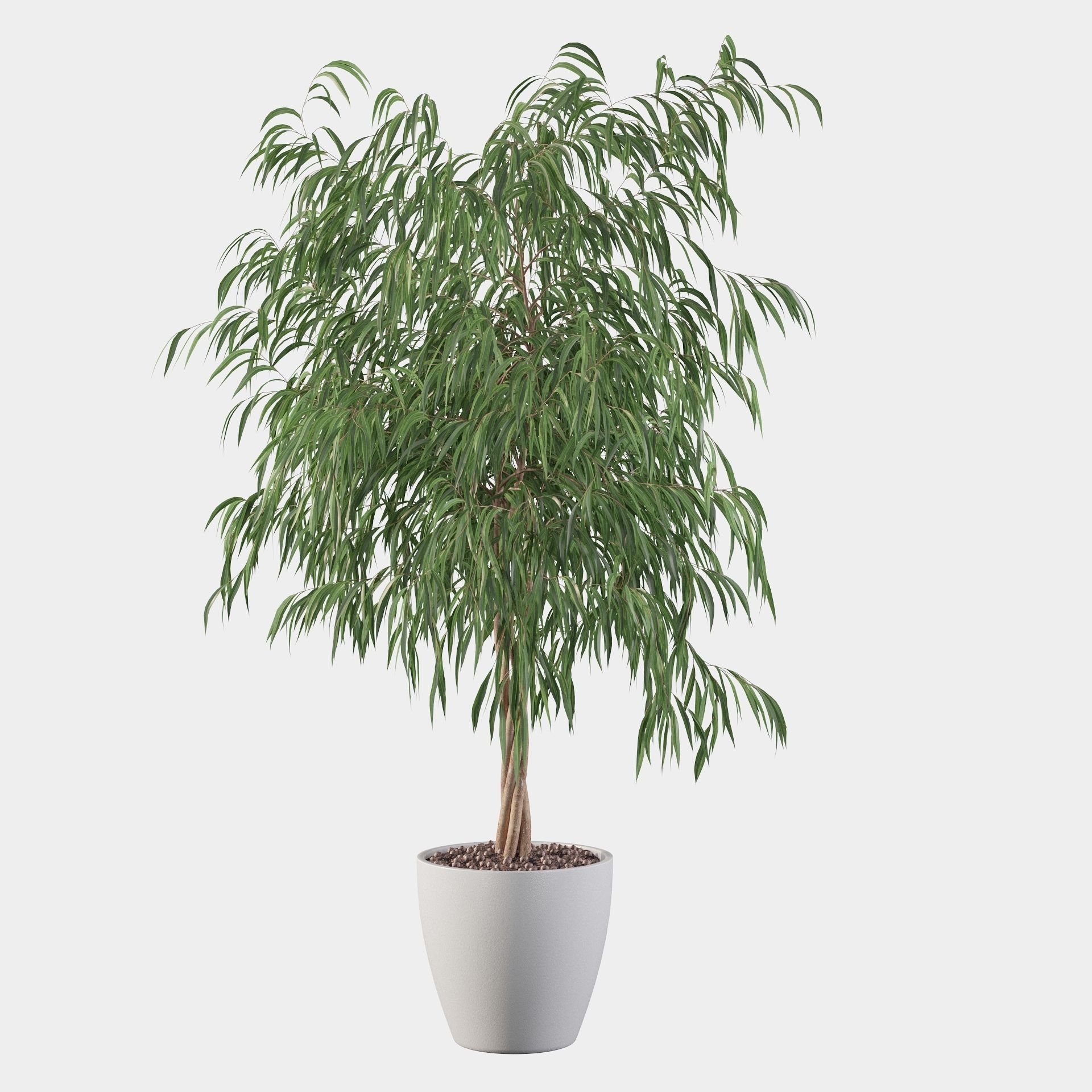 Ficus ali 3D model_22