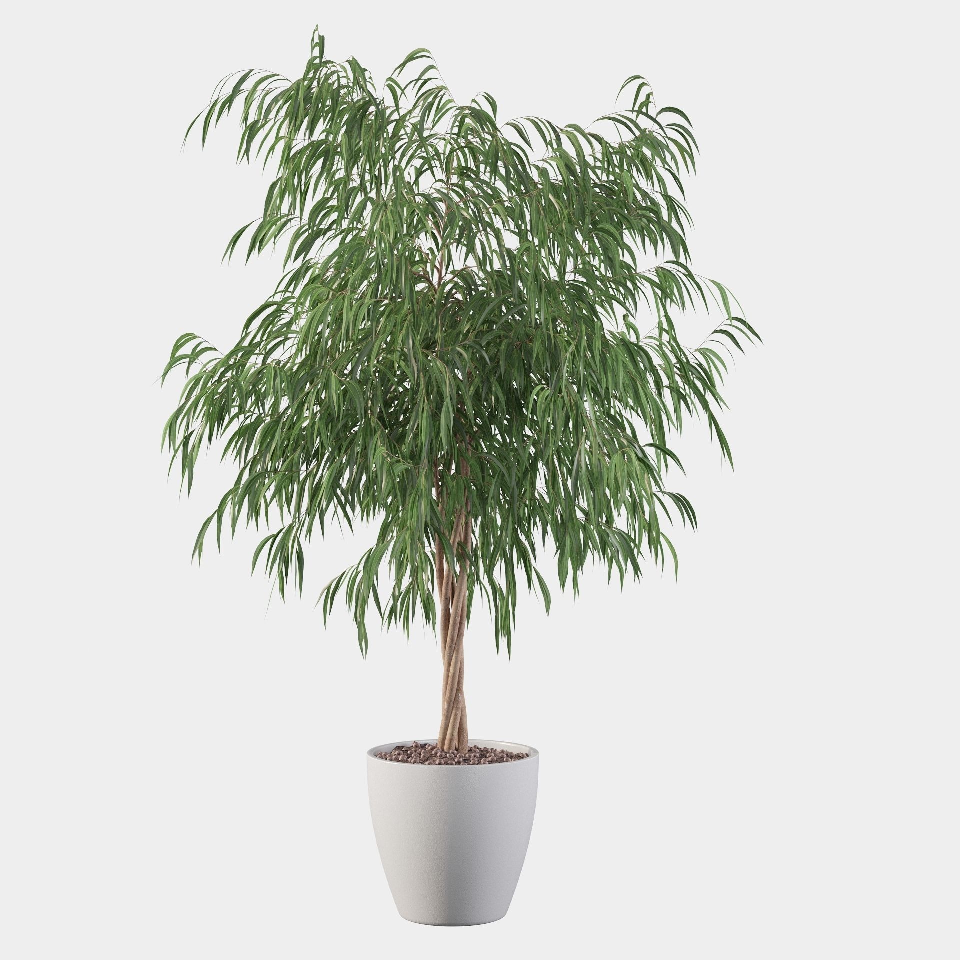 Ficus ali 3D model_10
