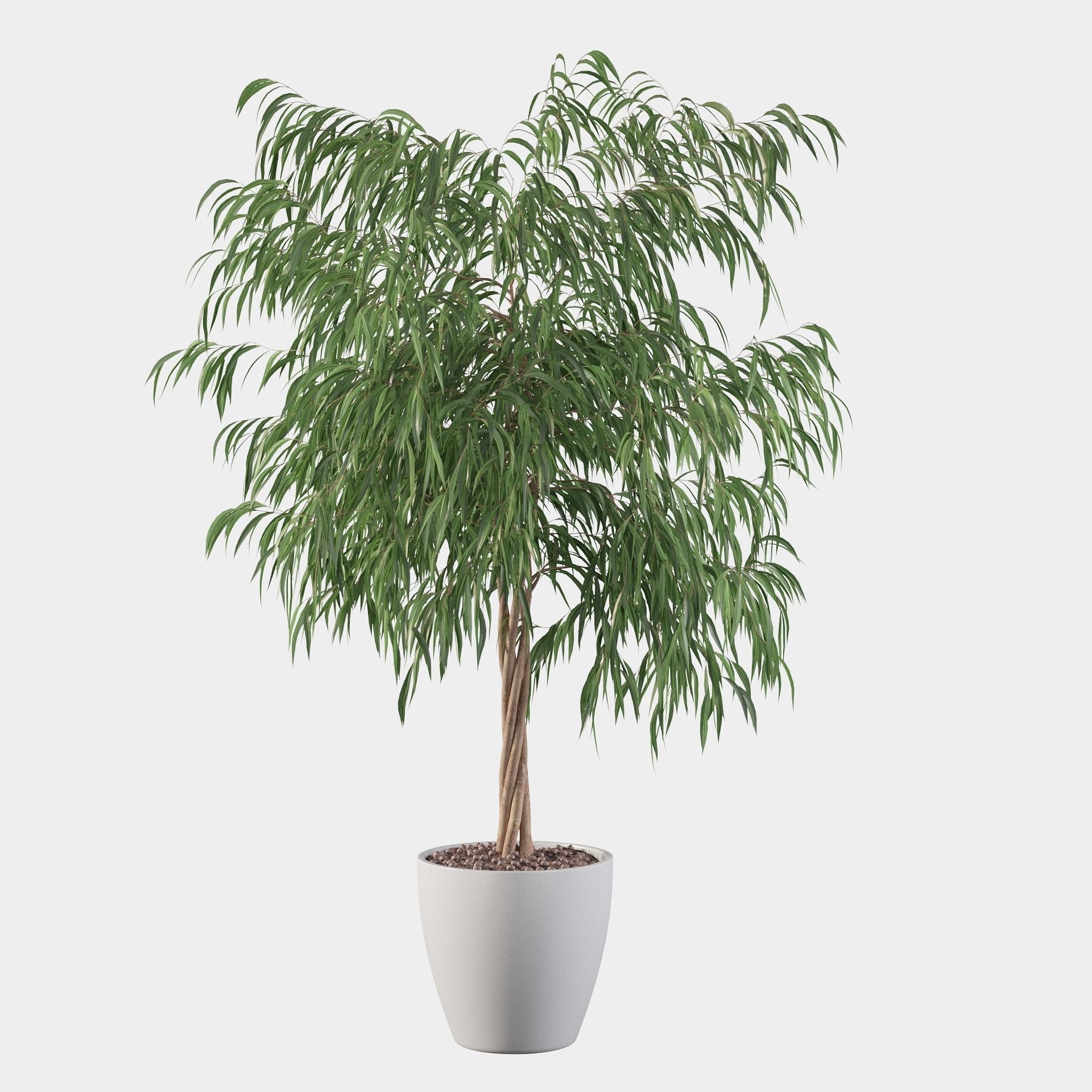 Ficus ali 3D model_16