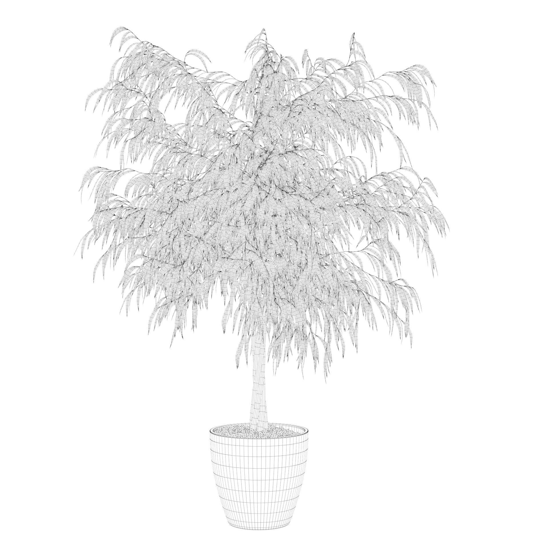 Ficus ali 3D model_1