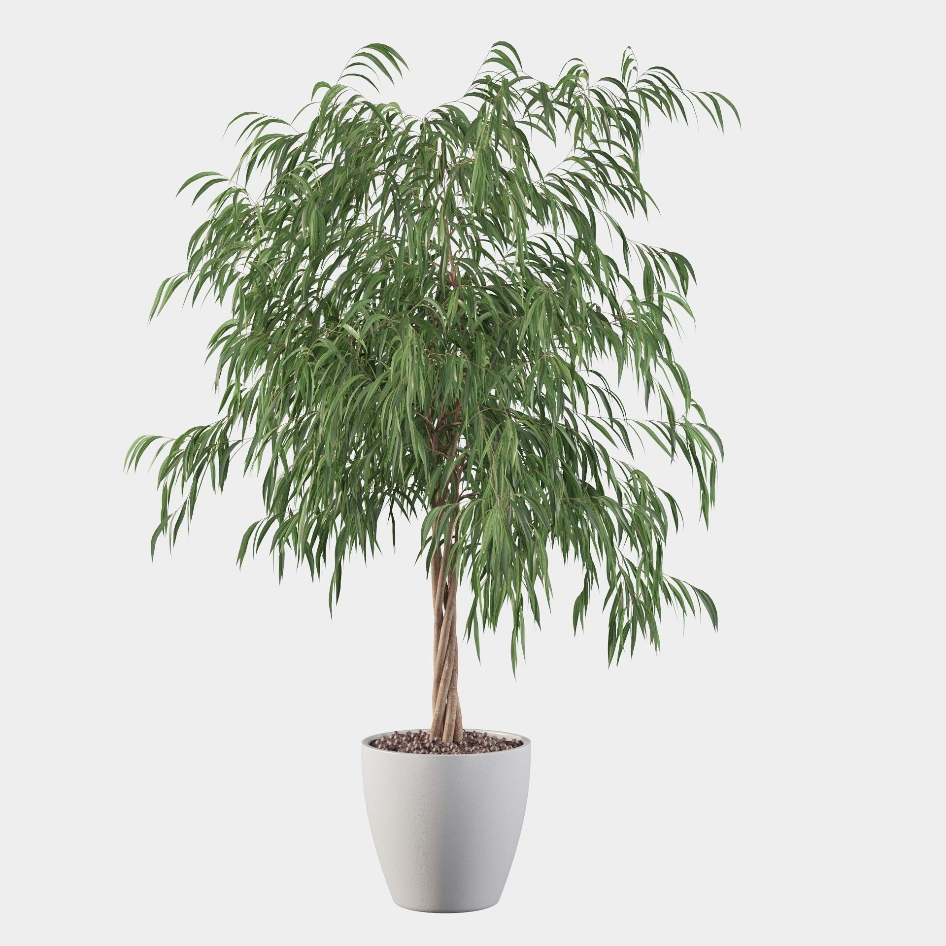 Ficus ali 3D model_6