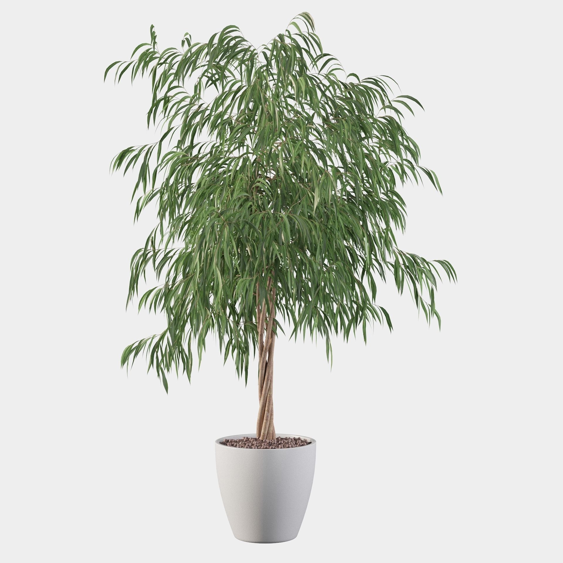 Ficus ali 3D model_20
