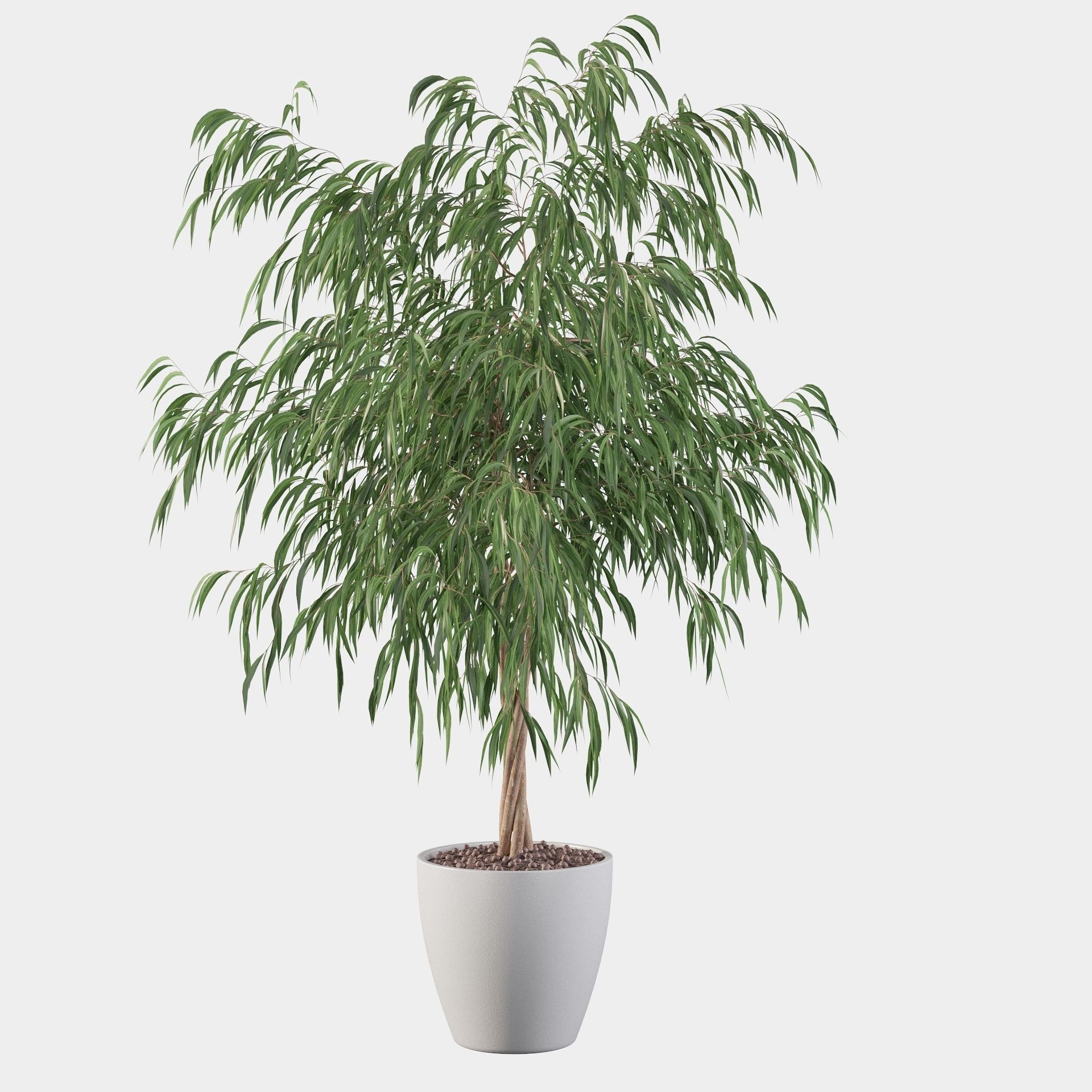 Ficus ali 3D model_23