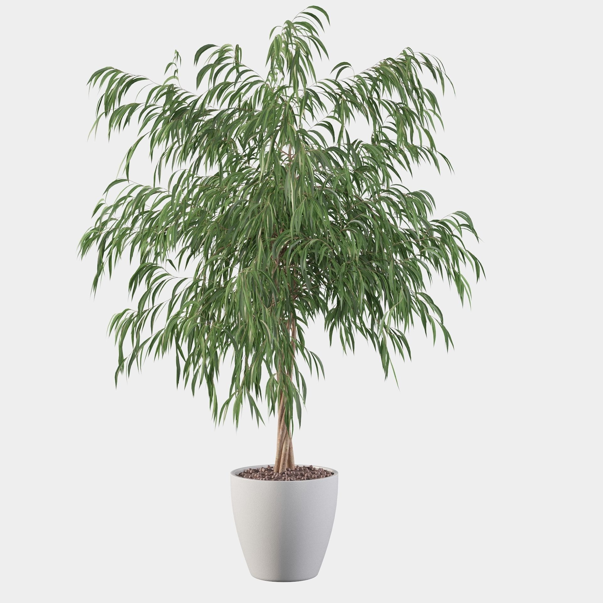 Ficus ali 3D model_29