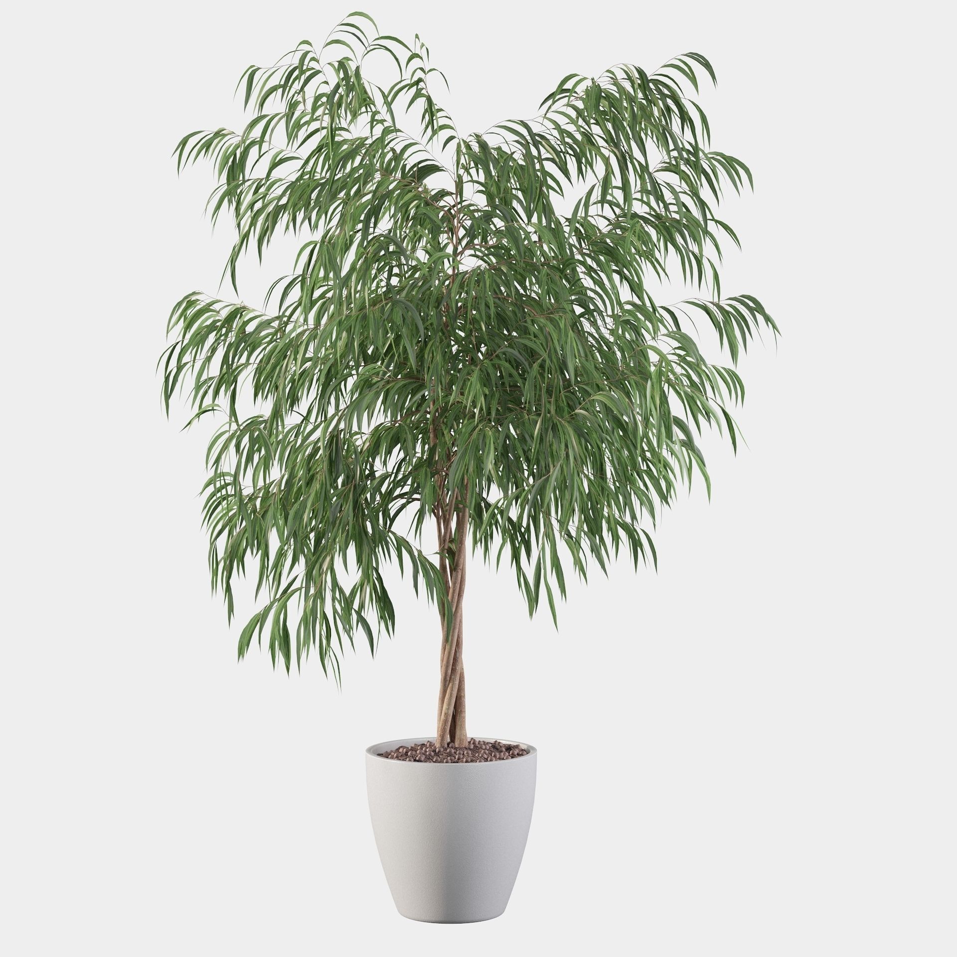 Ficus ali 3D model_27