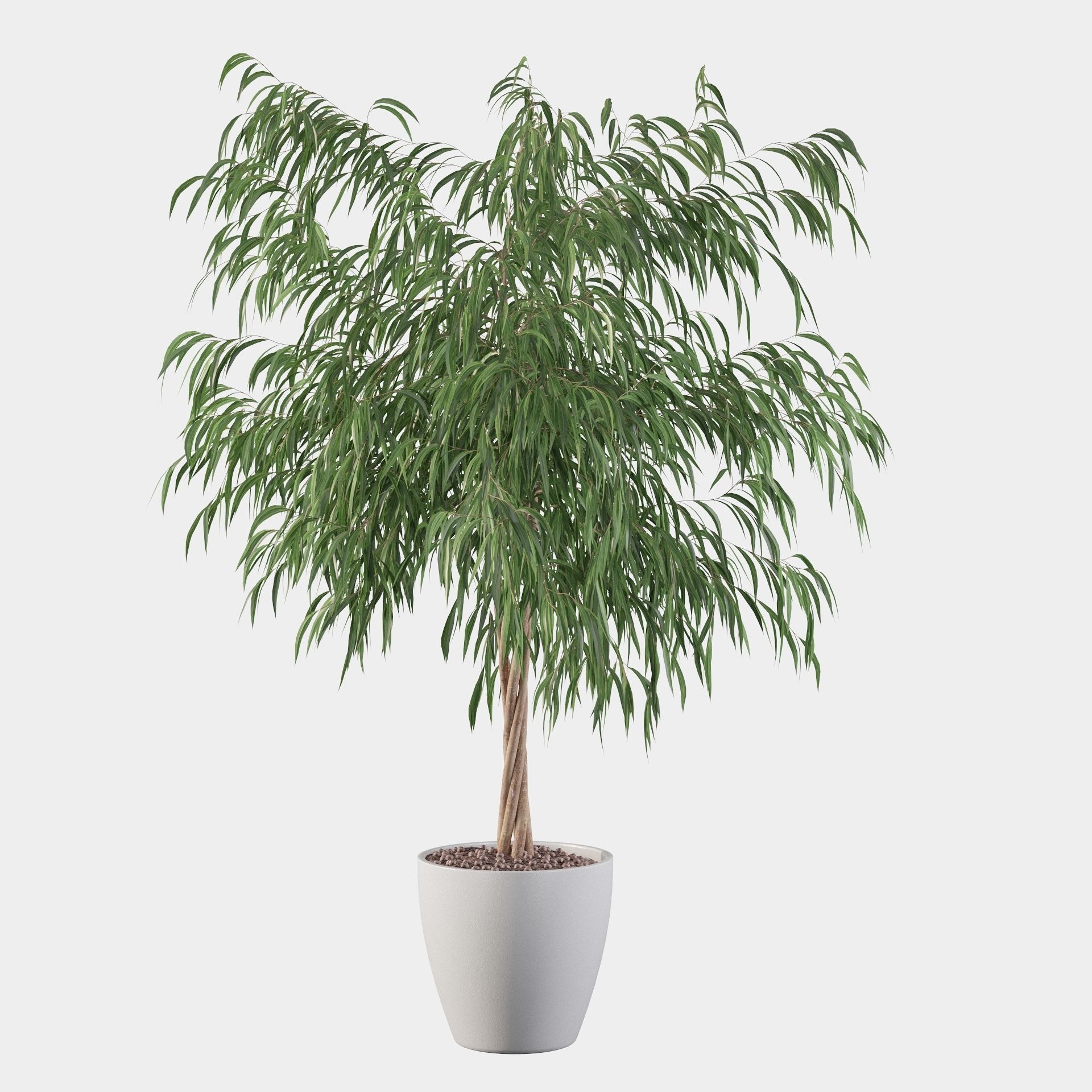 Ficus ali 3D model_11