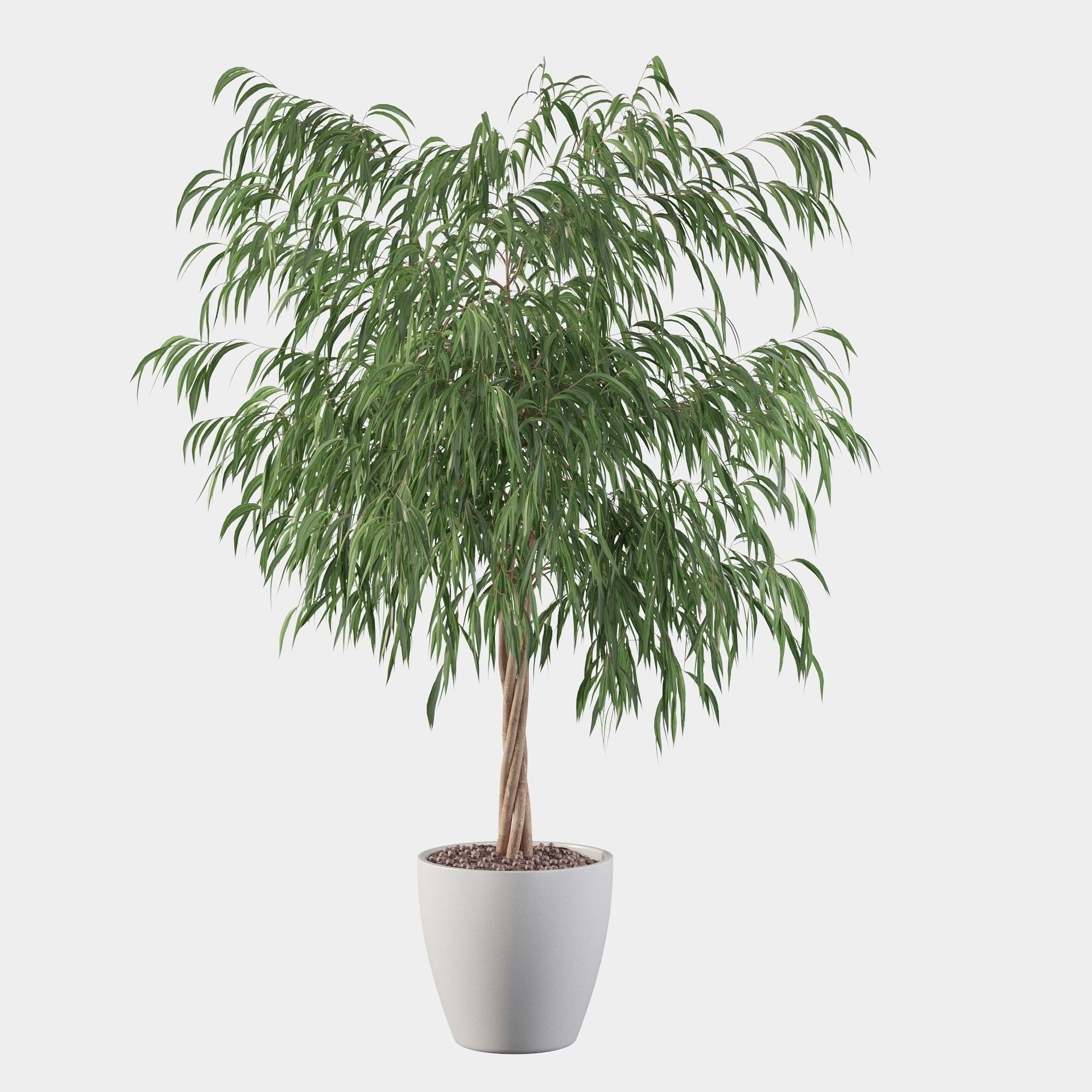Ficus ali 3D model_18