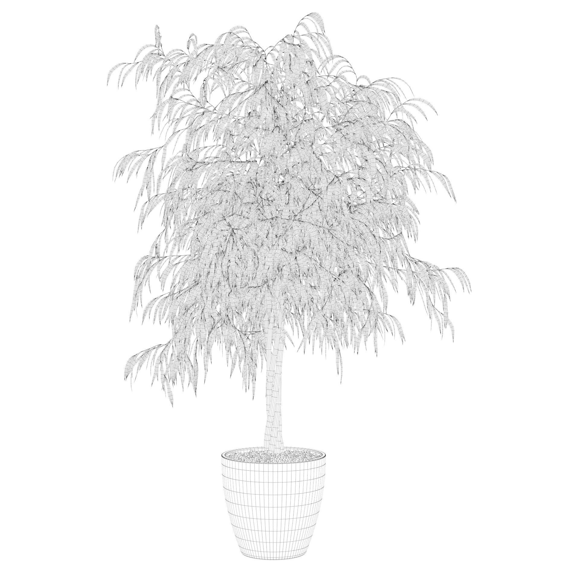Ficus ali 3D model_2