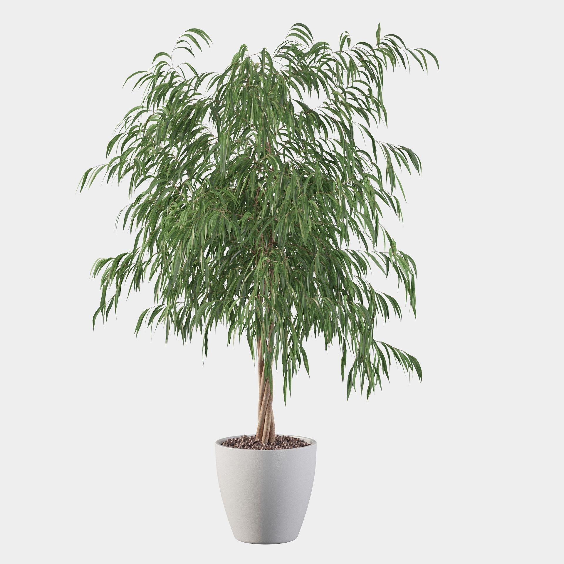 Ficus ali 3D model_24