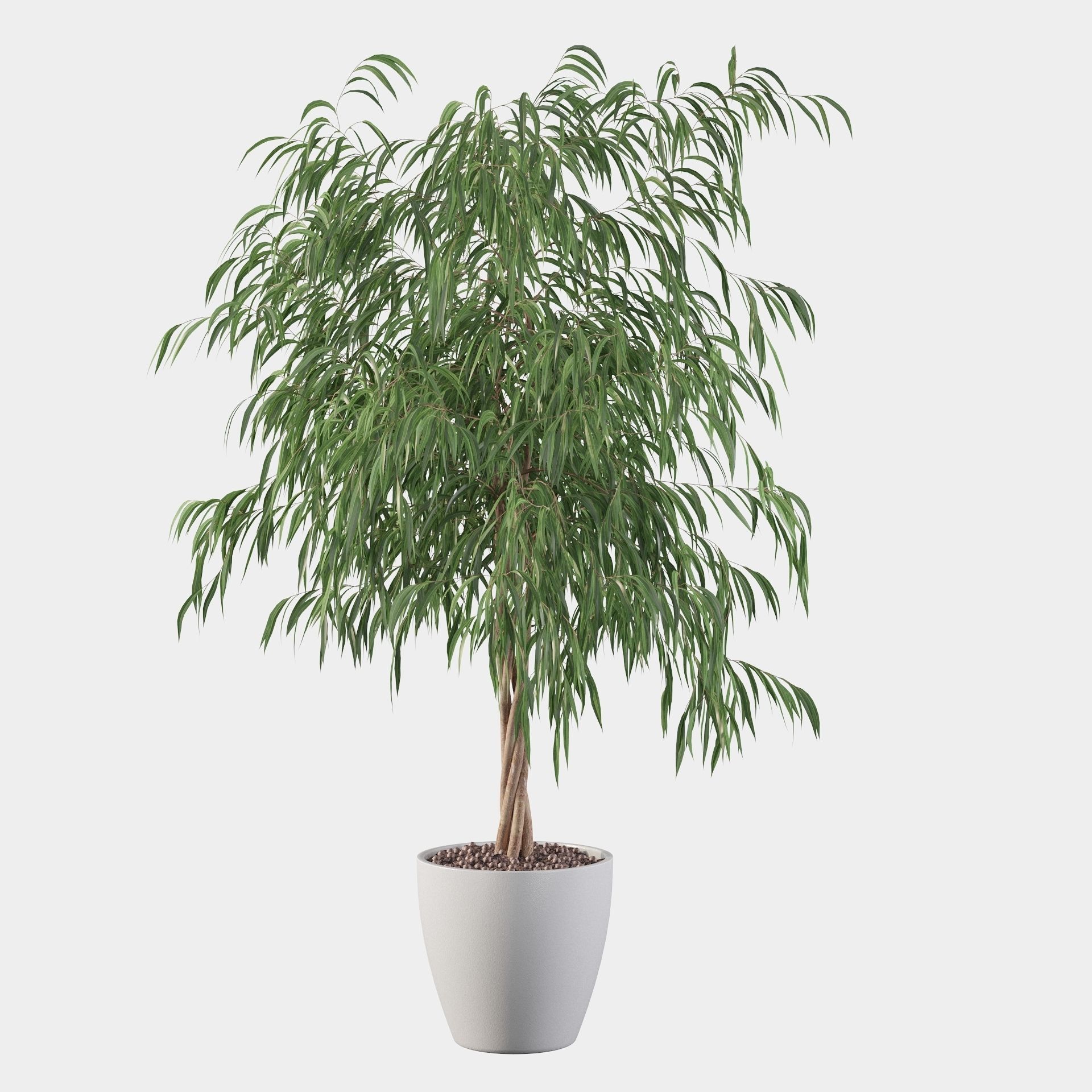 Ficus ali 3D model_9