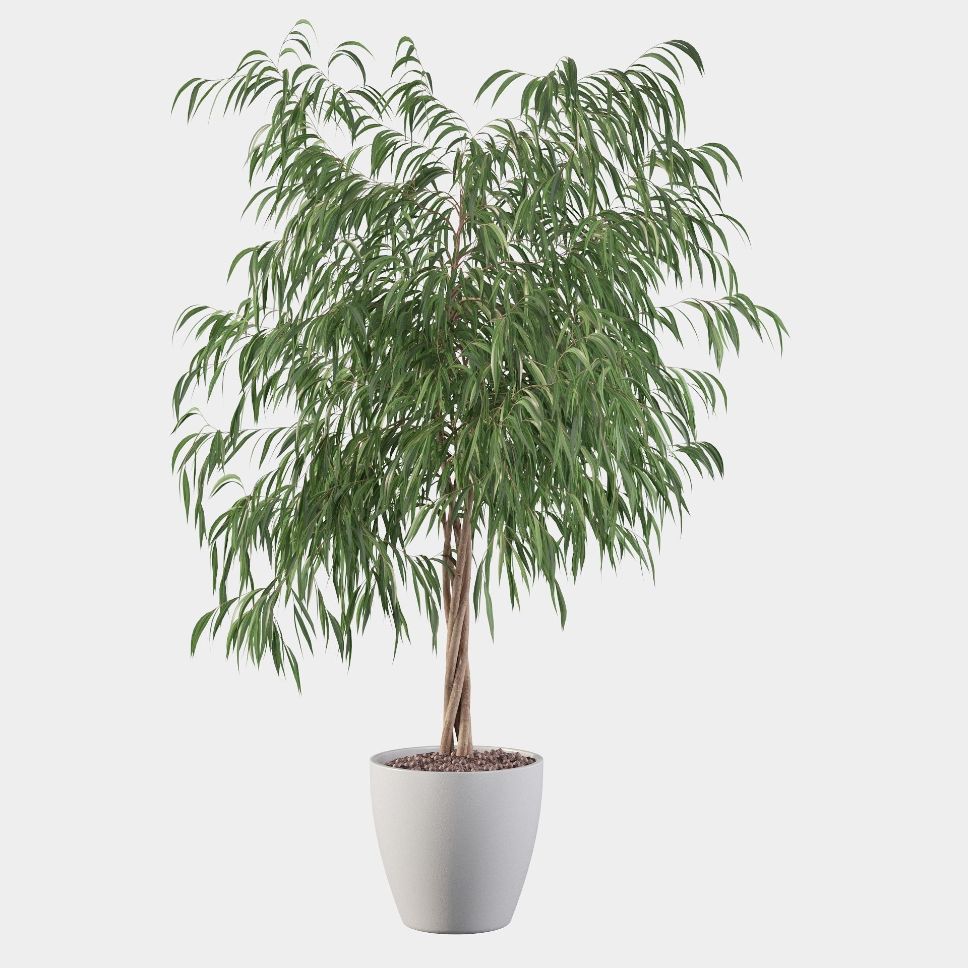 Ficus ali 3D model_30