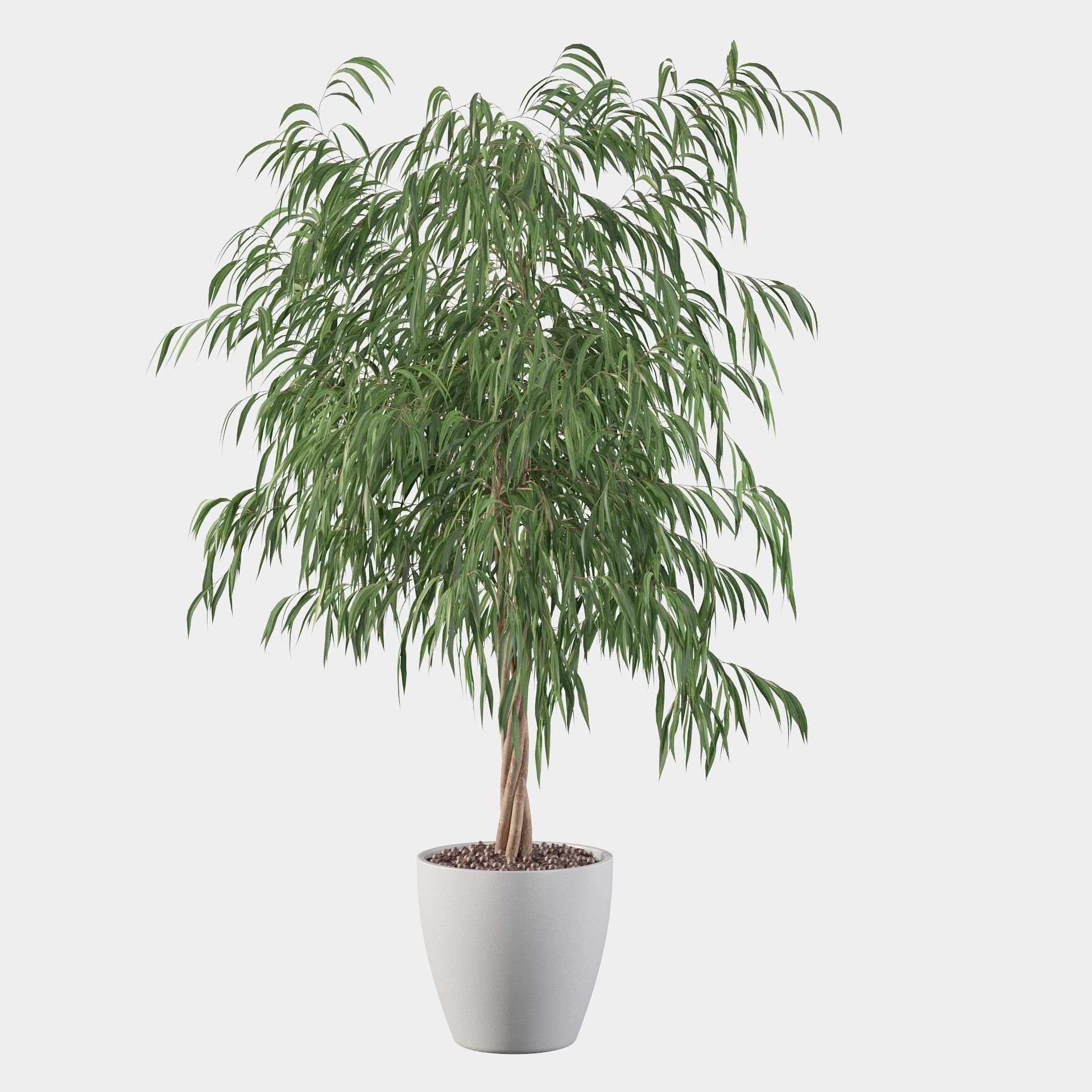 Ficus ali 3D model_26