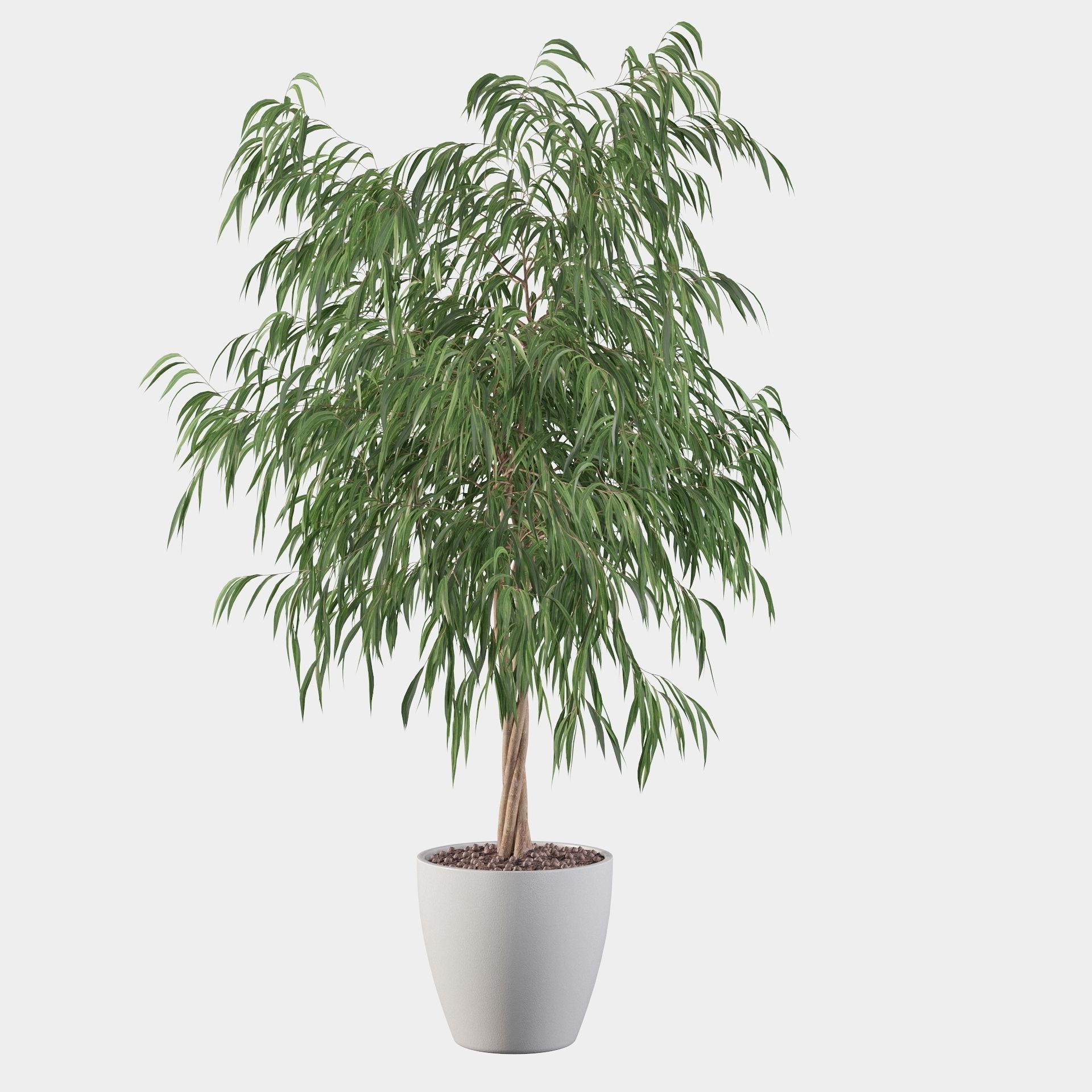 Ficus ali 3D model_25