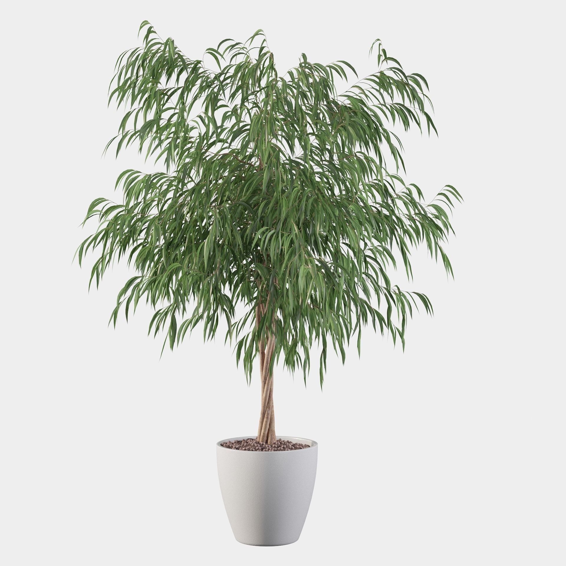 Ficus ali 3D model_19