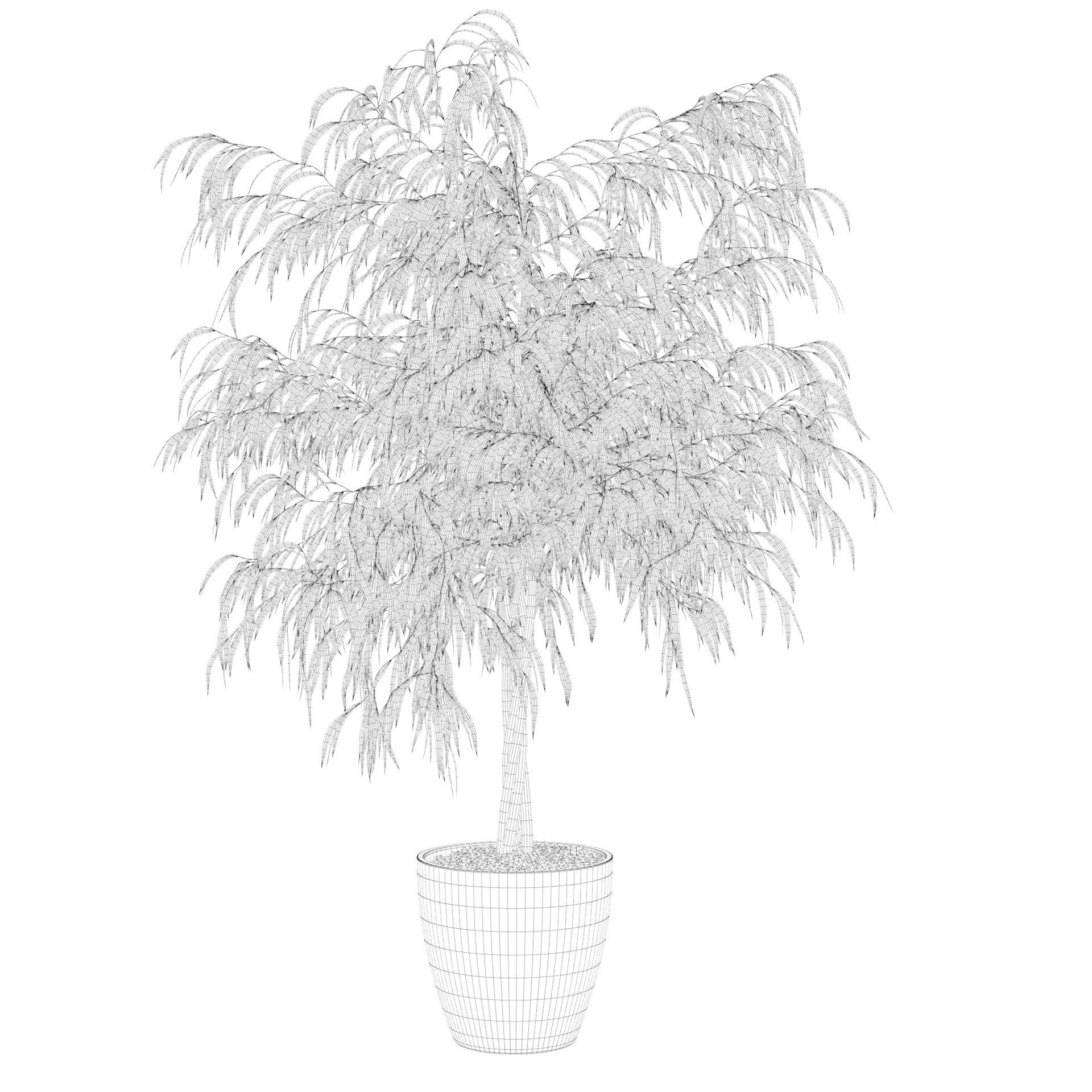 Ficus ali 3D model_3