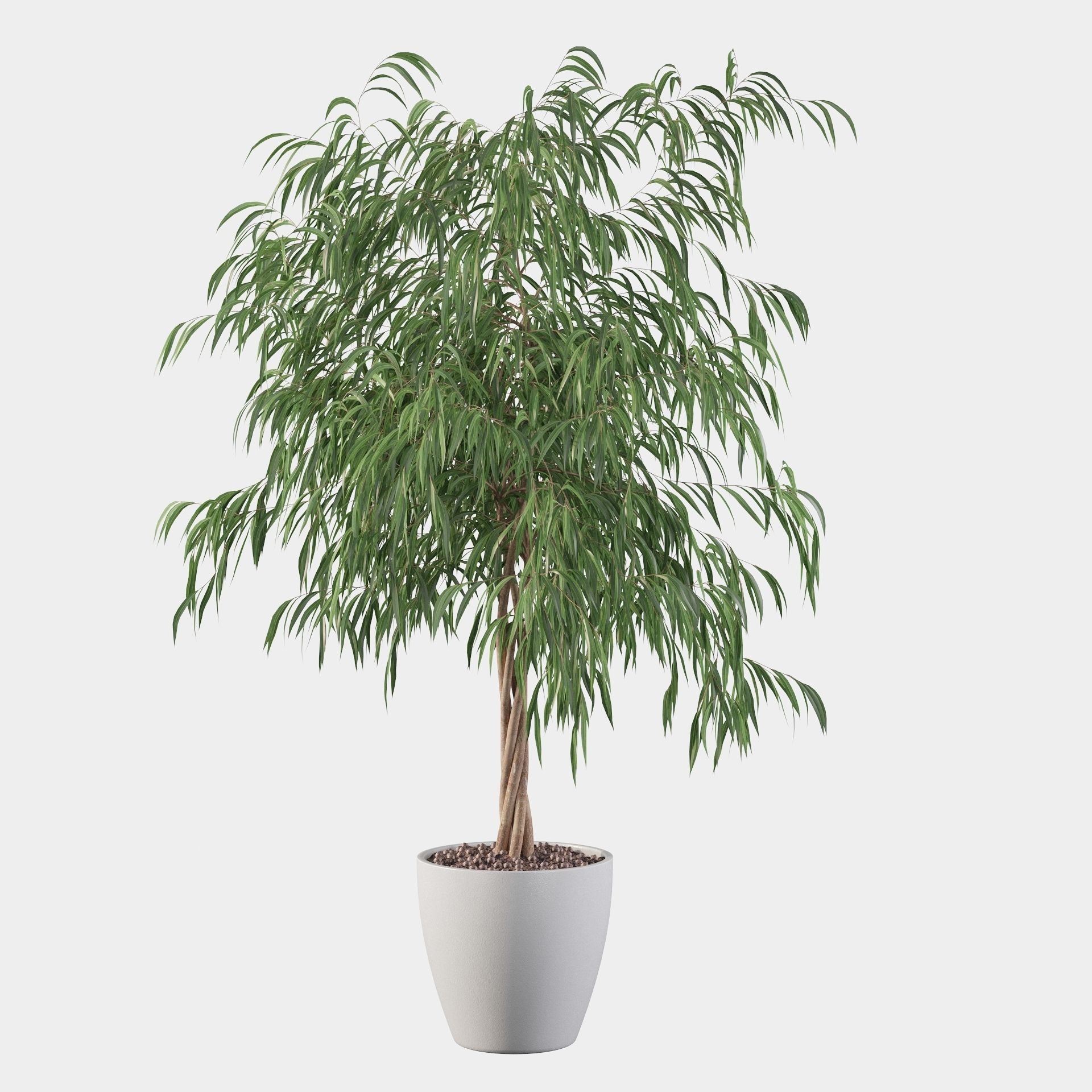 Ficus ali 3D model_14
