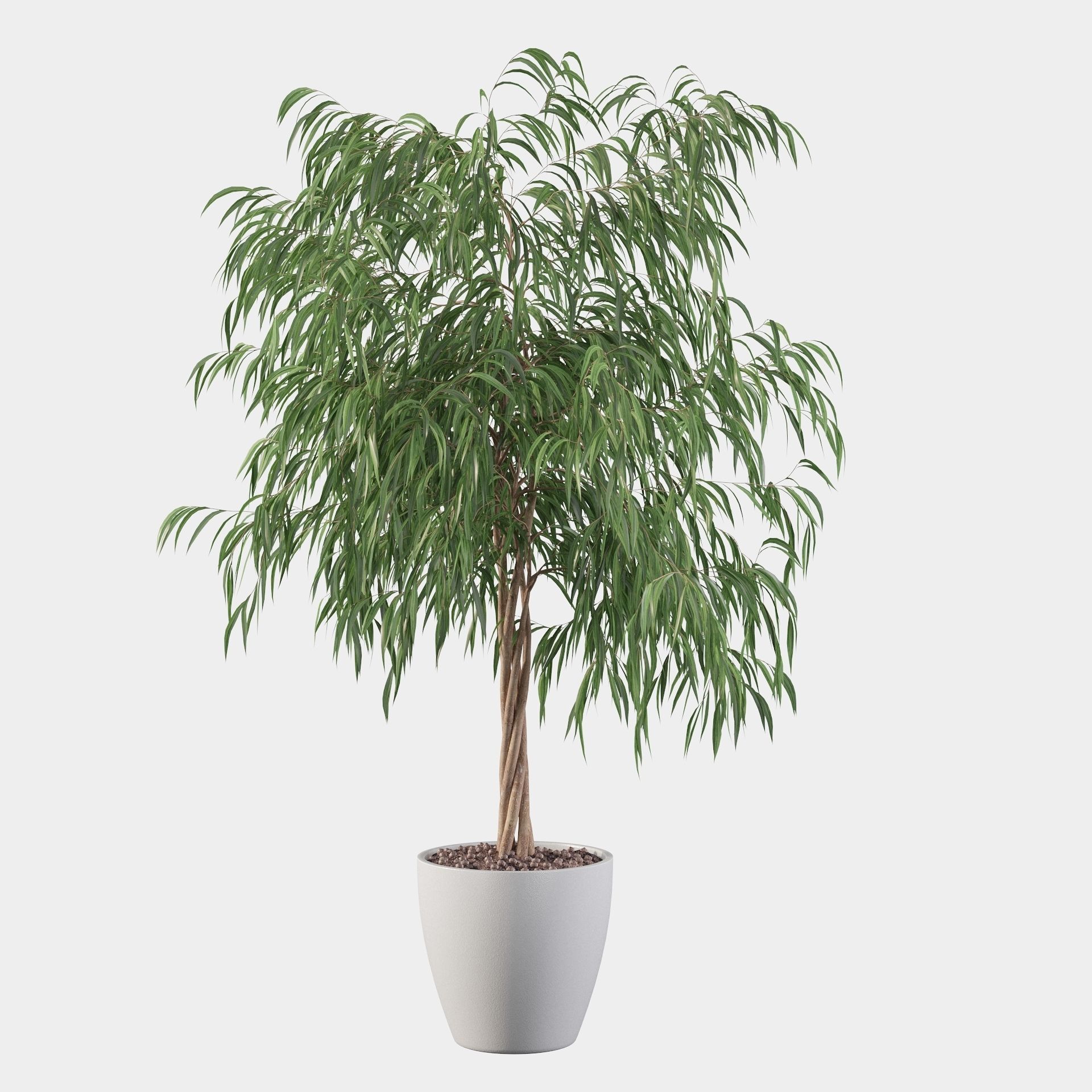 Ficus ali 3D model_8