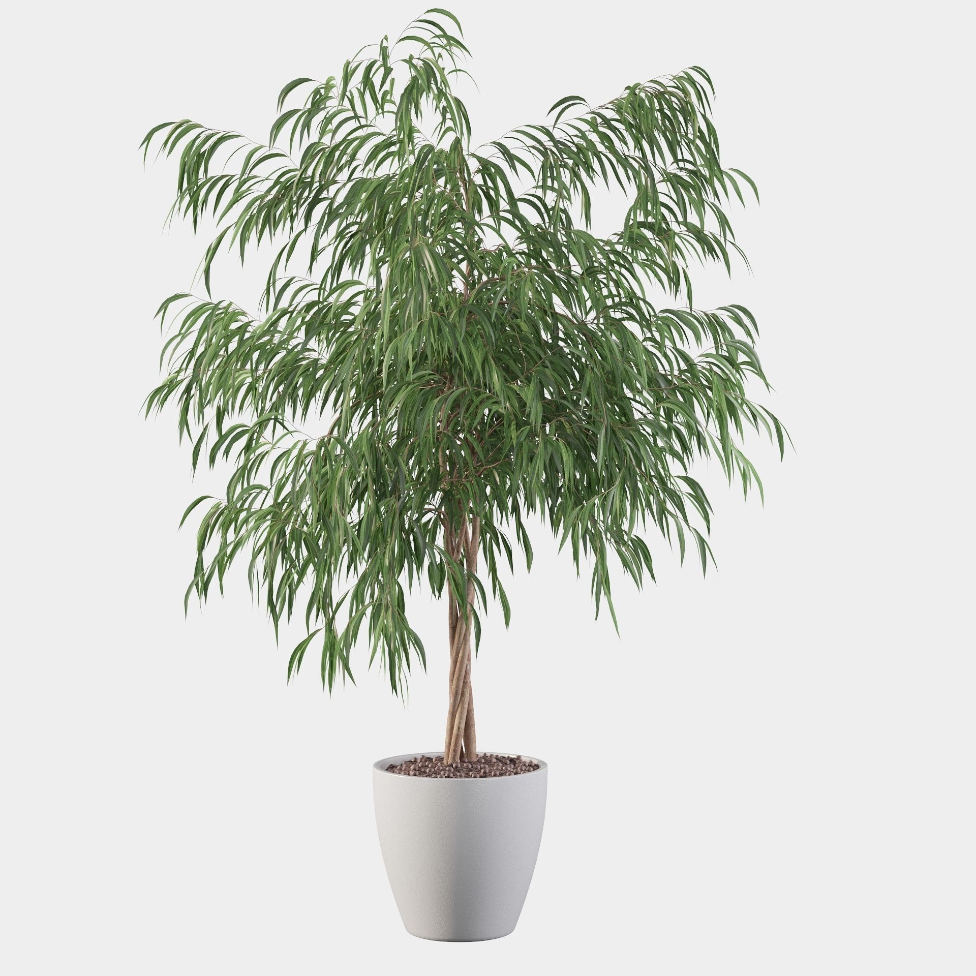 Ficus ali 3D model_28